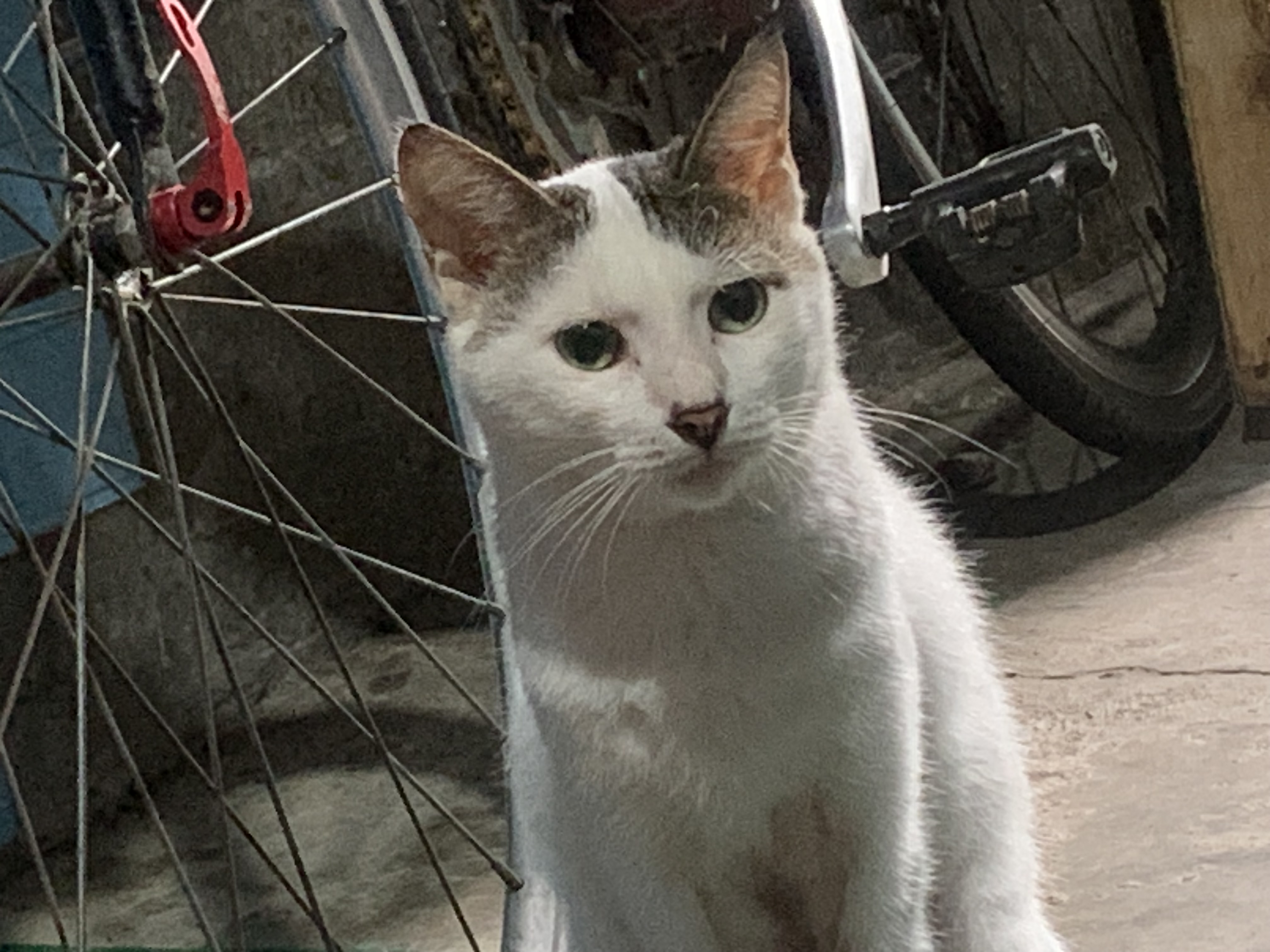 IMG_2532.jpeg