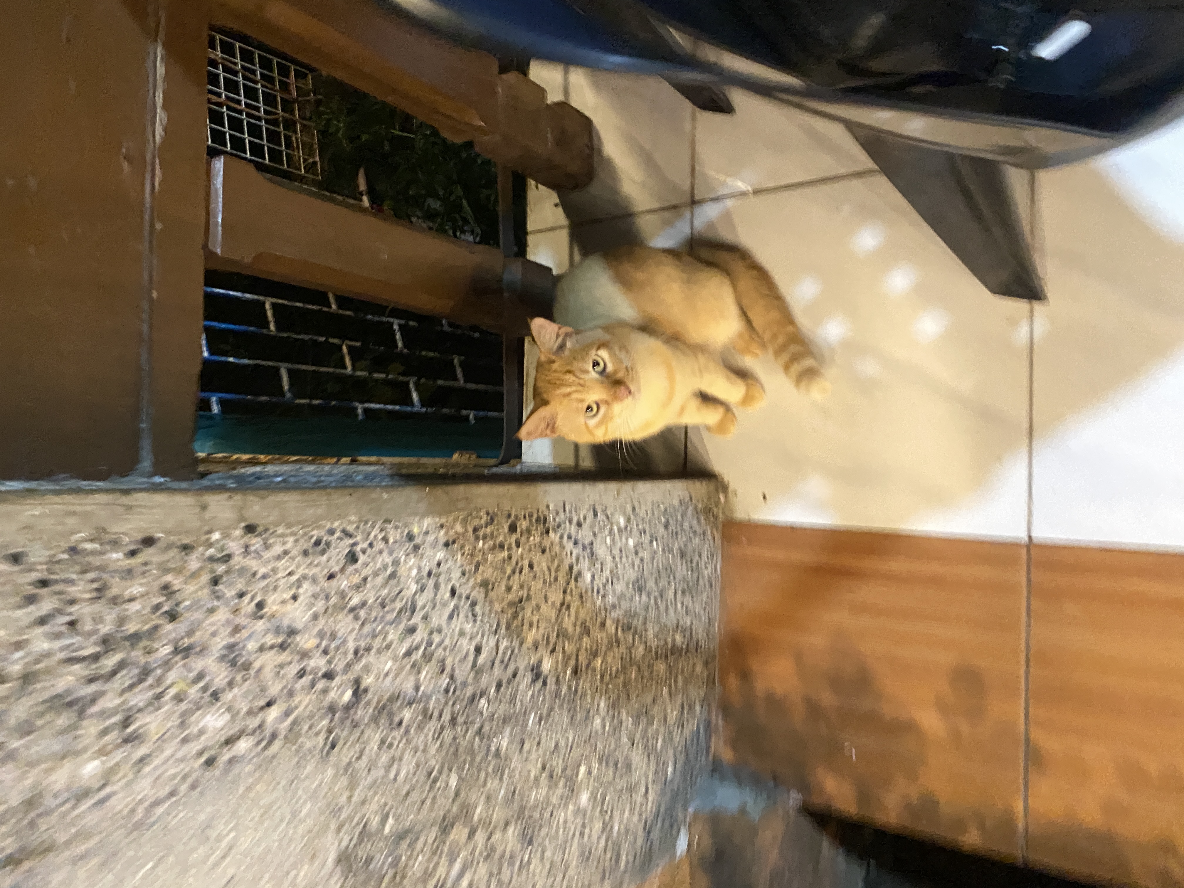 IMG_3651.jpeg