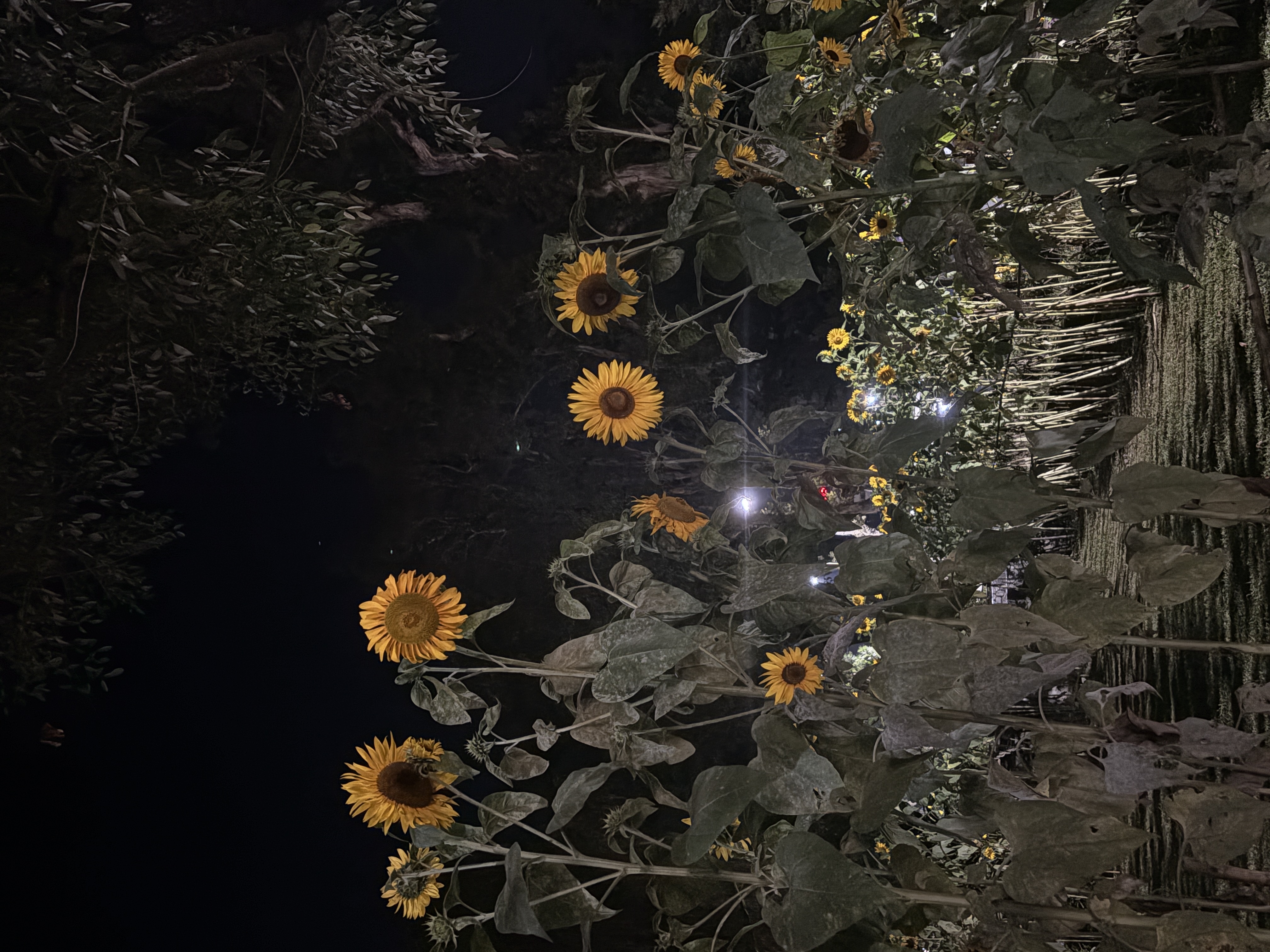 IMG_2708.jpeg