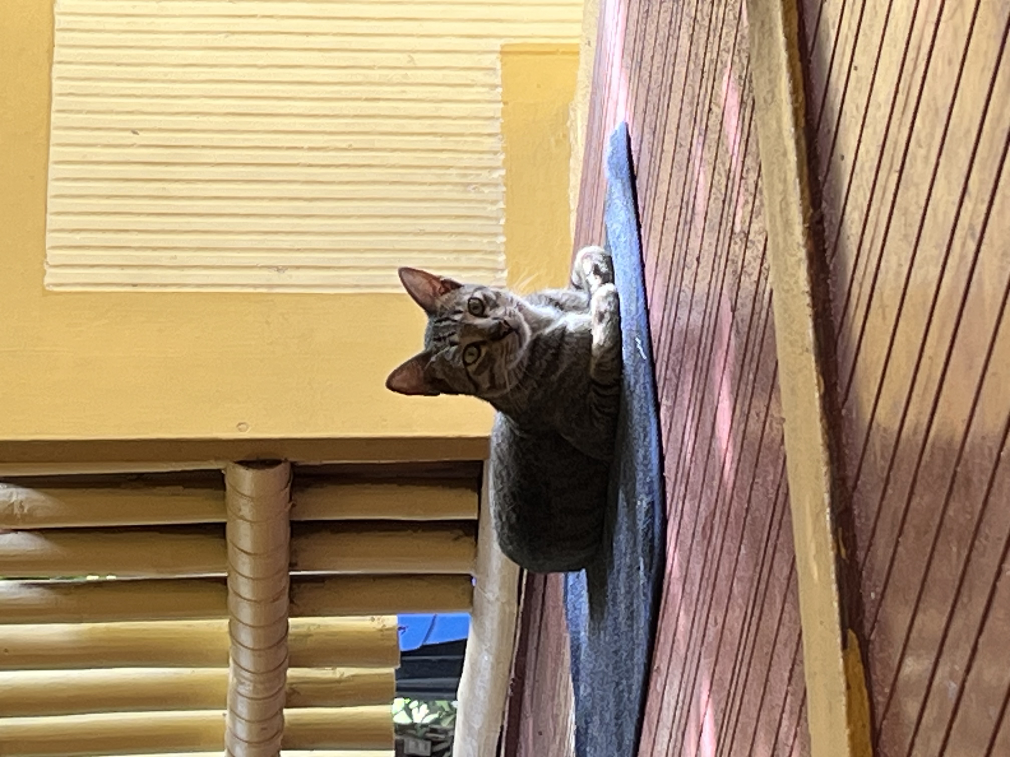 IMG_1916.jpeg