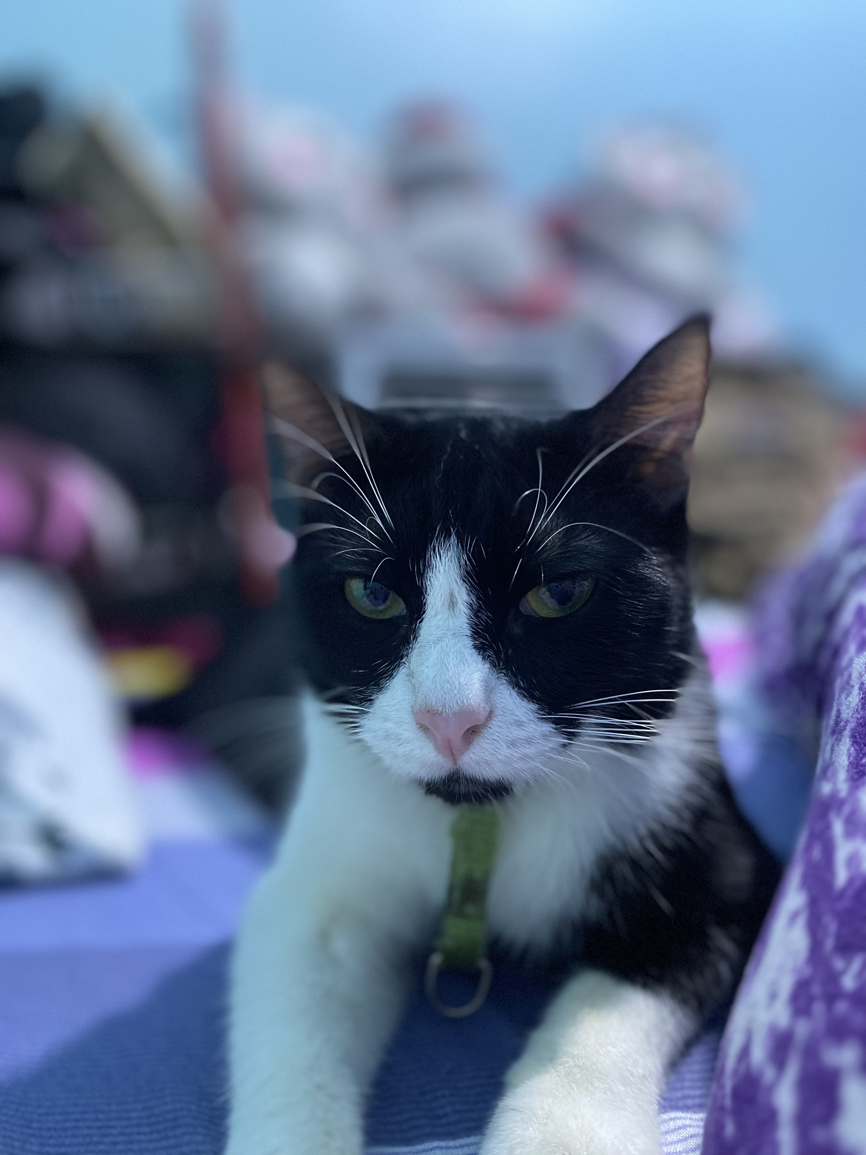 C97AB321-395B-4361-9D99-069A8124B529.jpeg
