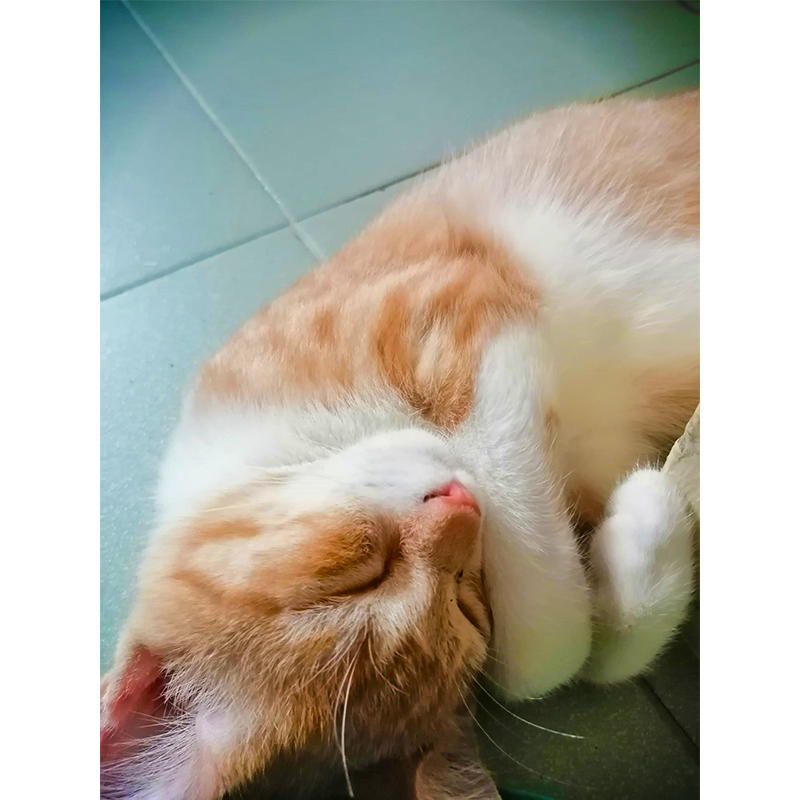 Luna3.jpg