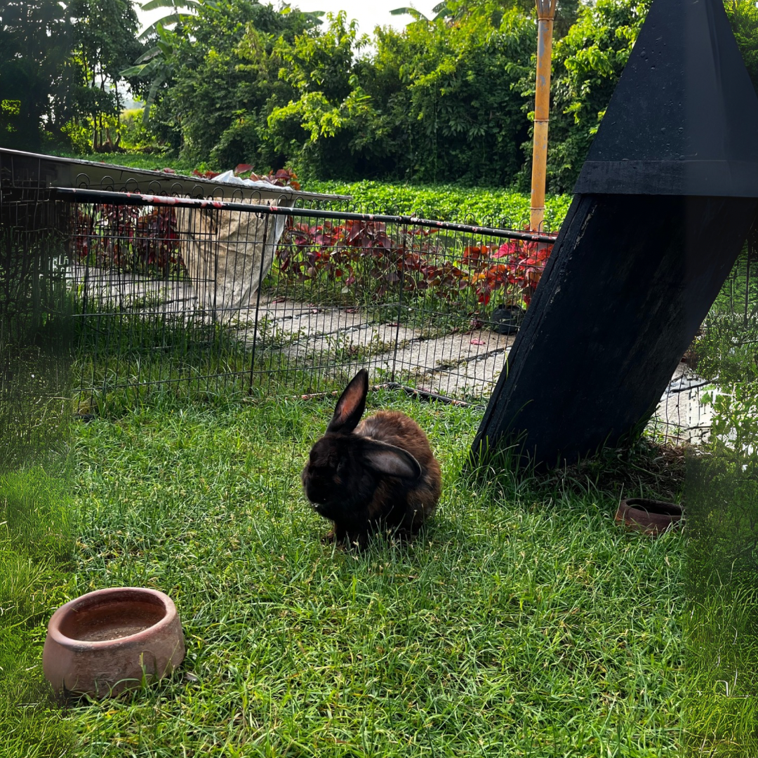 "Does he bite?" "No, but he judges you!" (Facebook Post (Landscape)) (1080 x 1080 px).png