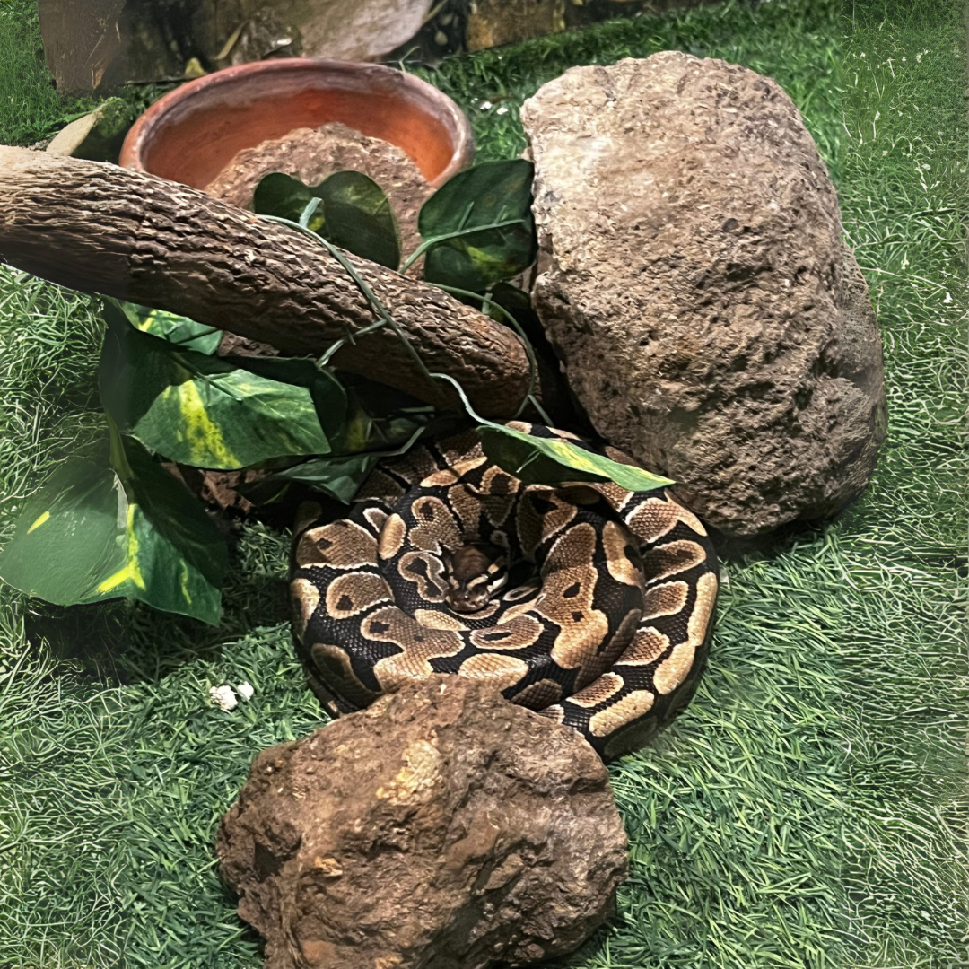 "Does he bite?" "No, but he judges you!" (Facebook Post (Landscape)) (1080 x 1080 px).png