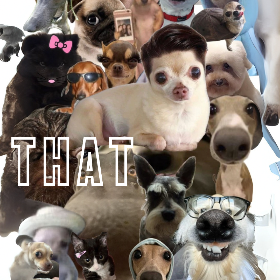 "Does he bite?" "No, but he judges you!" (Facebook Post (Landscape)) (1080 x 1080 px).png
