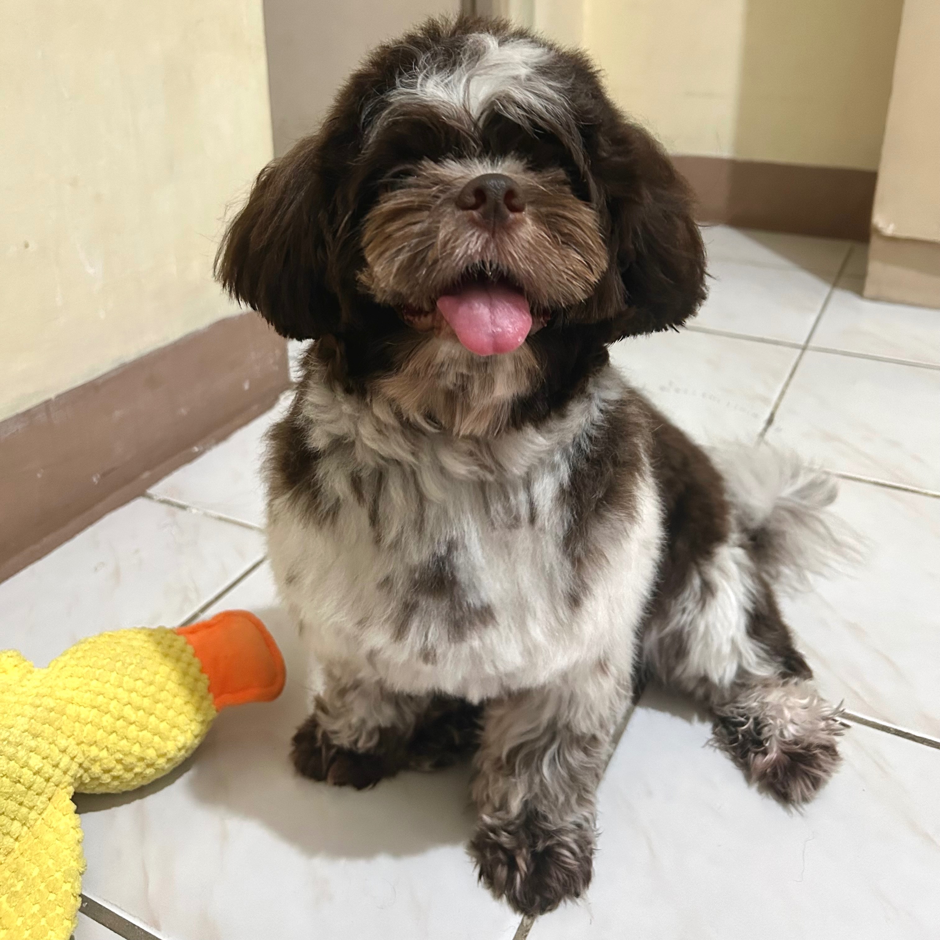 rayover_2025-10-18T15:38:29.918Z