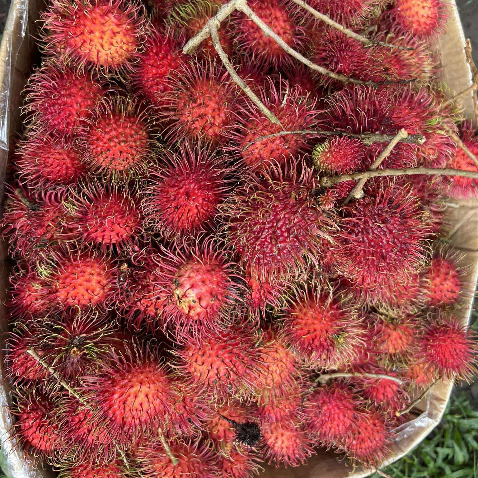 rayover_2025-10-20T14:53:42.105Z