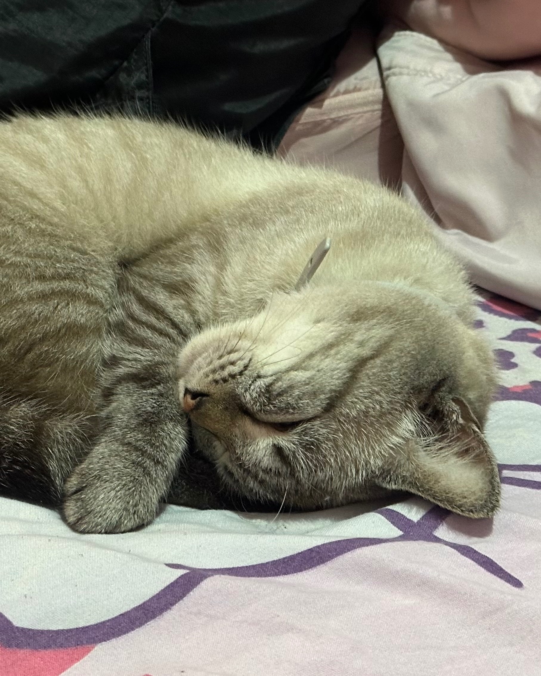 rayover_2025-10-28T13:31:47.604Z