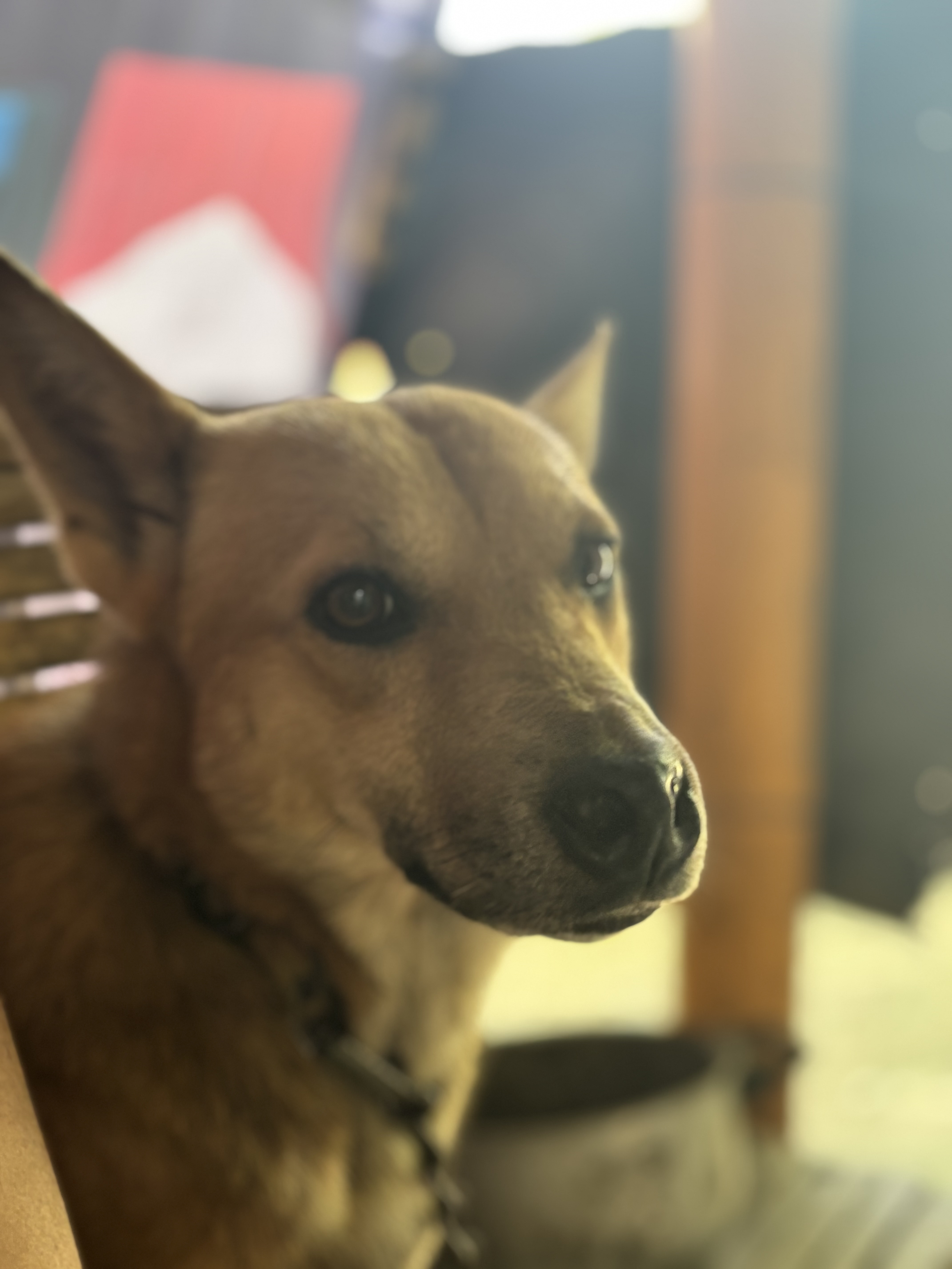 IMG_7375.jpeg