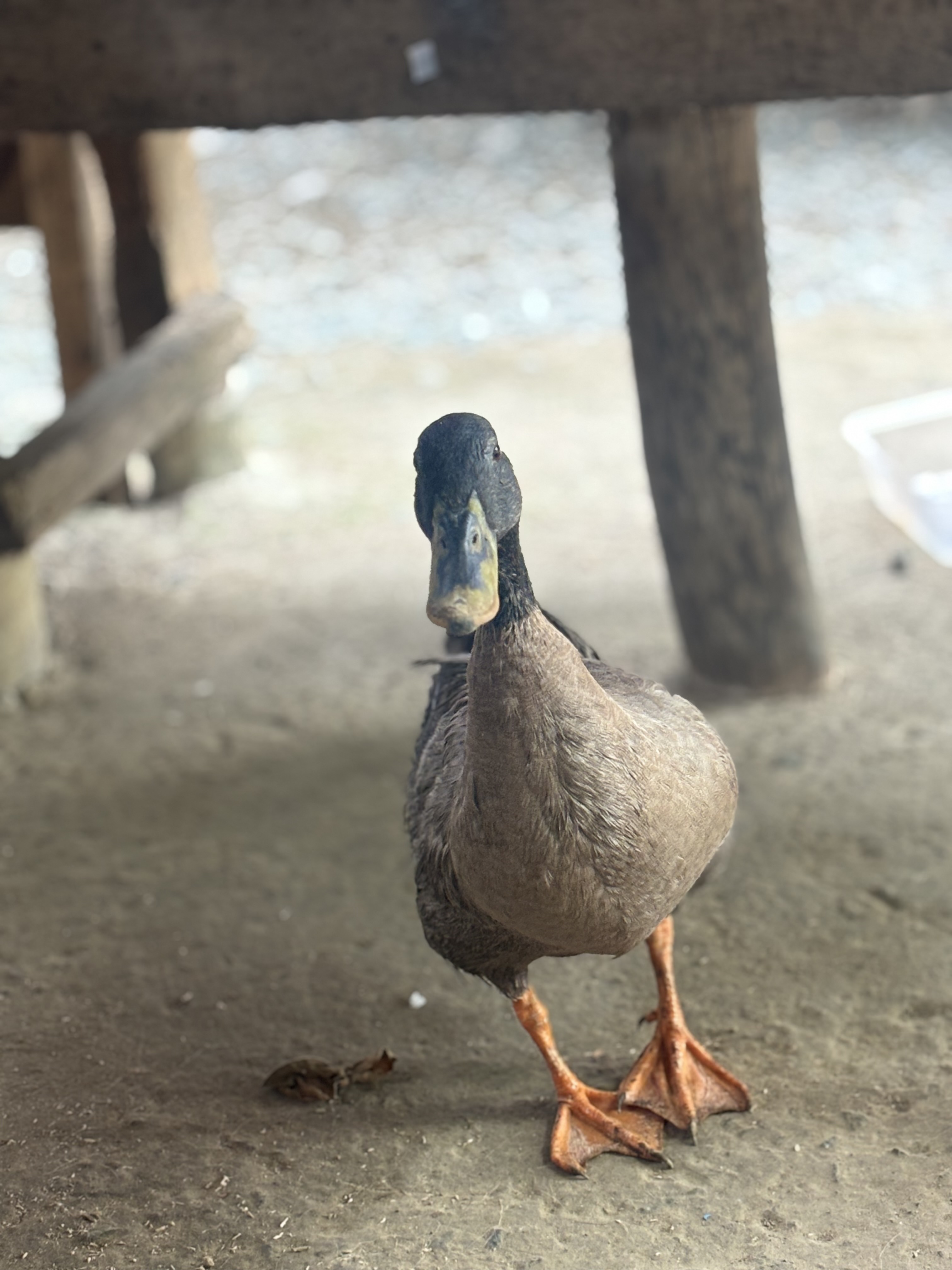 IMG_8142.jpeg