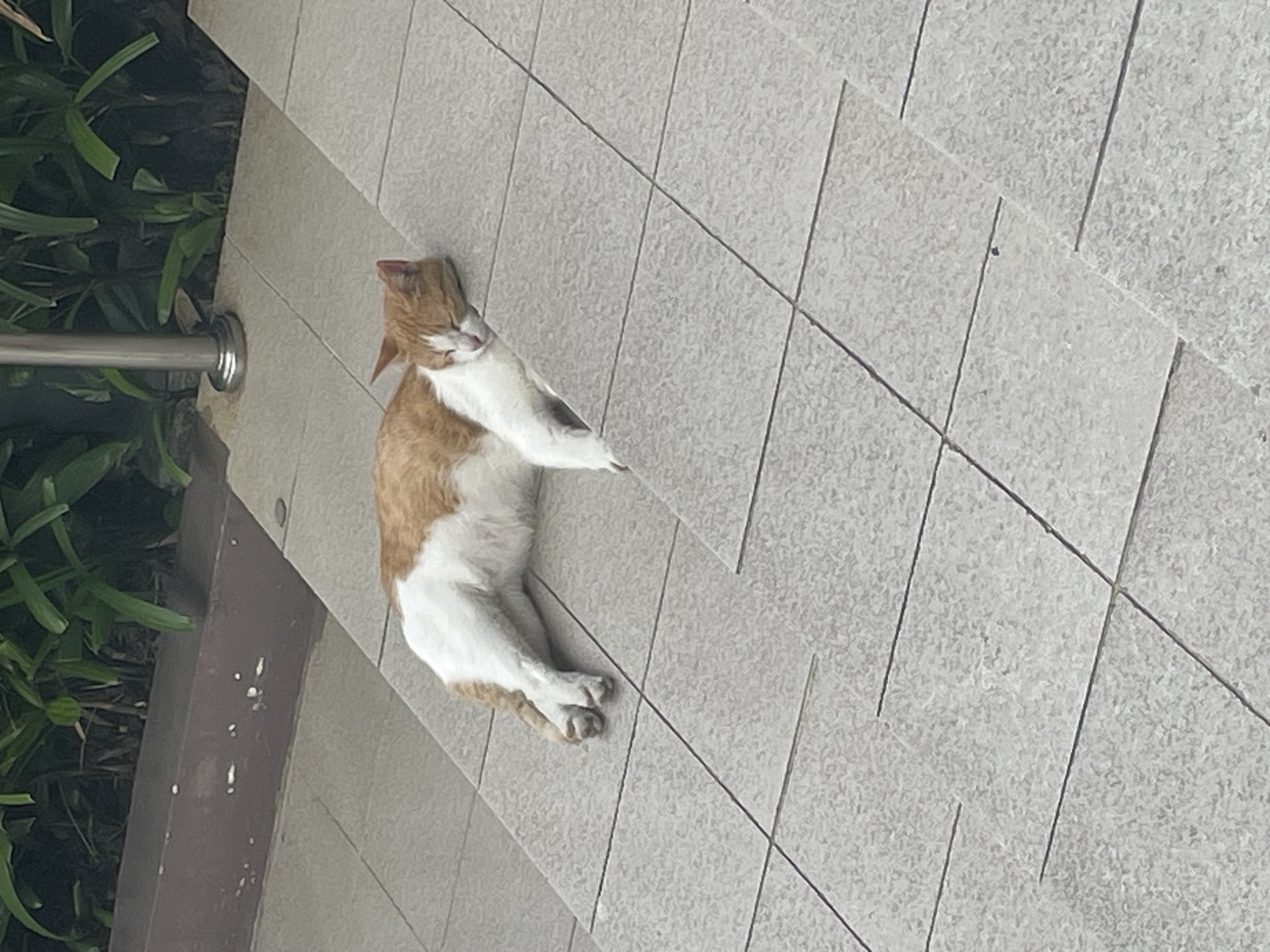 IMG_0201.jpeg