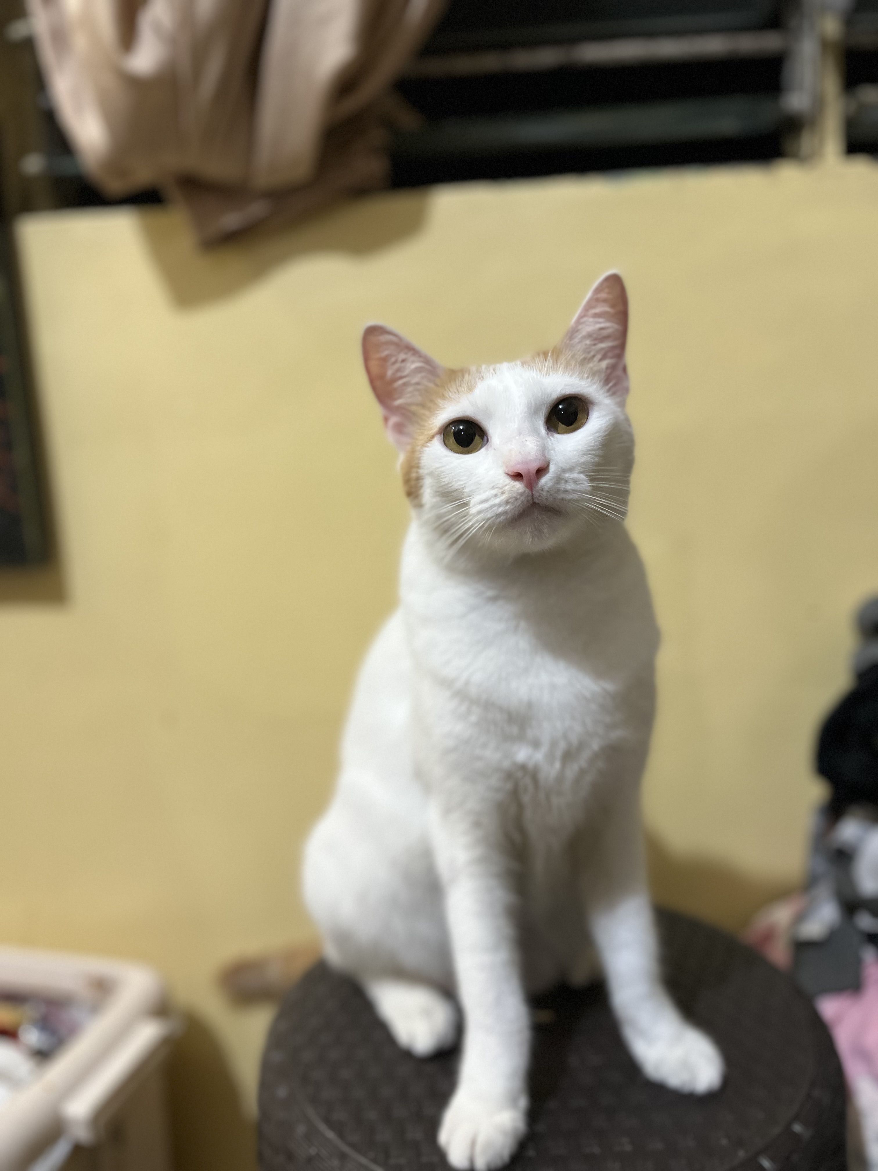 IMG_0159.jpeg