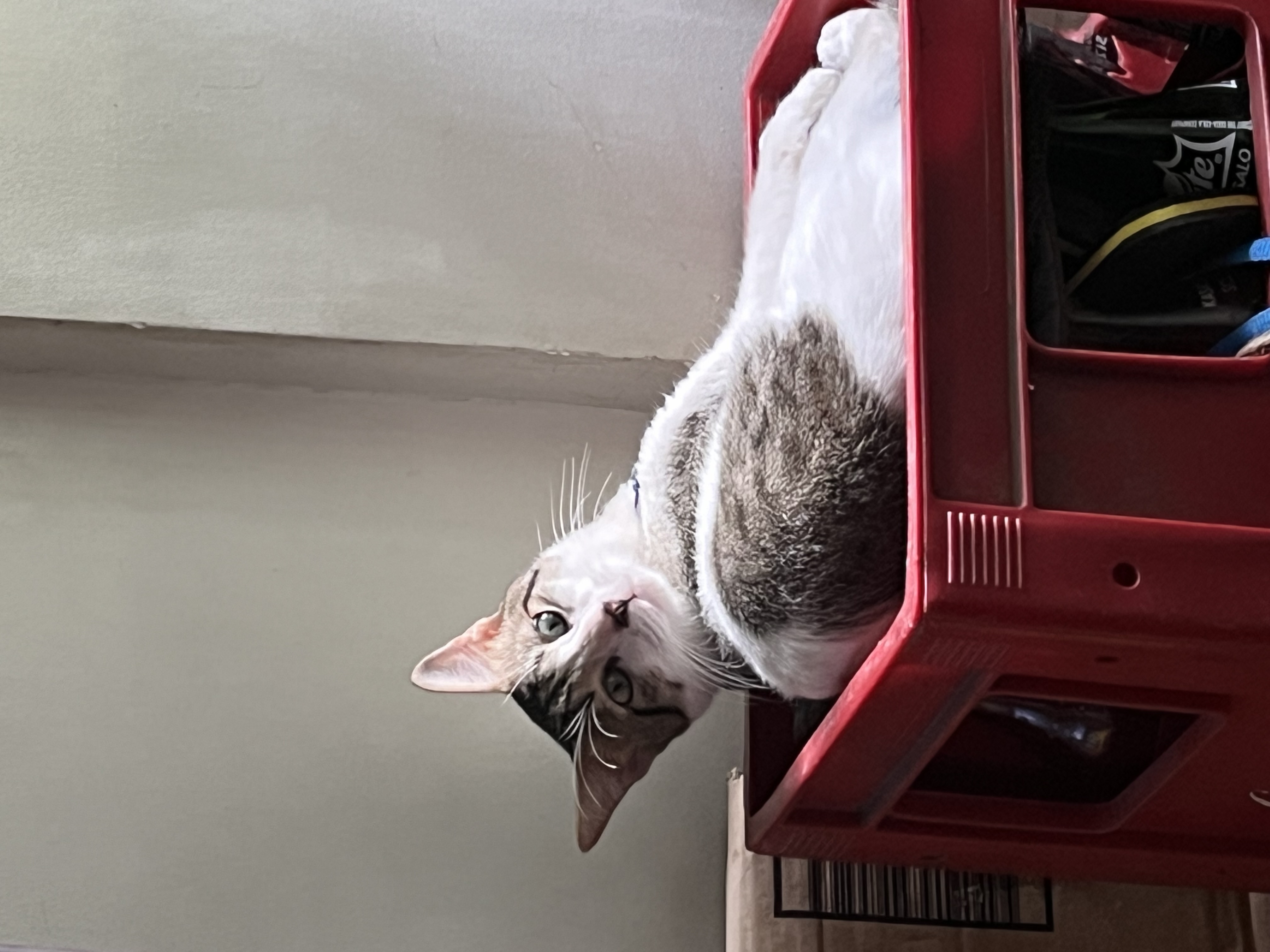 IMG_2023.jpeg