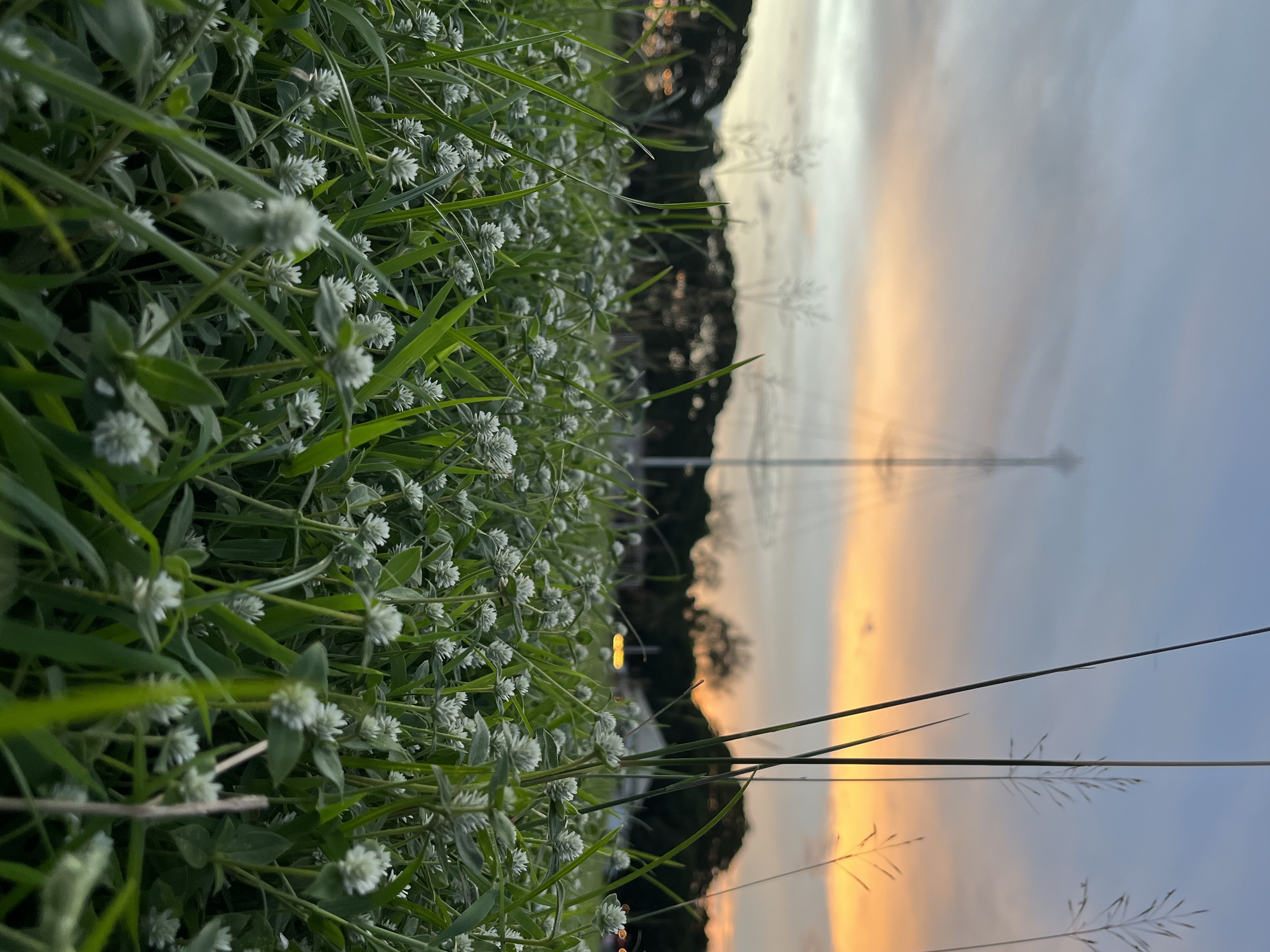 IMG_0206.jpeg