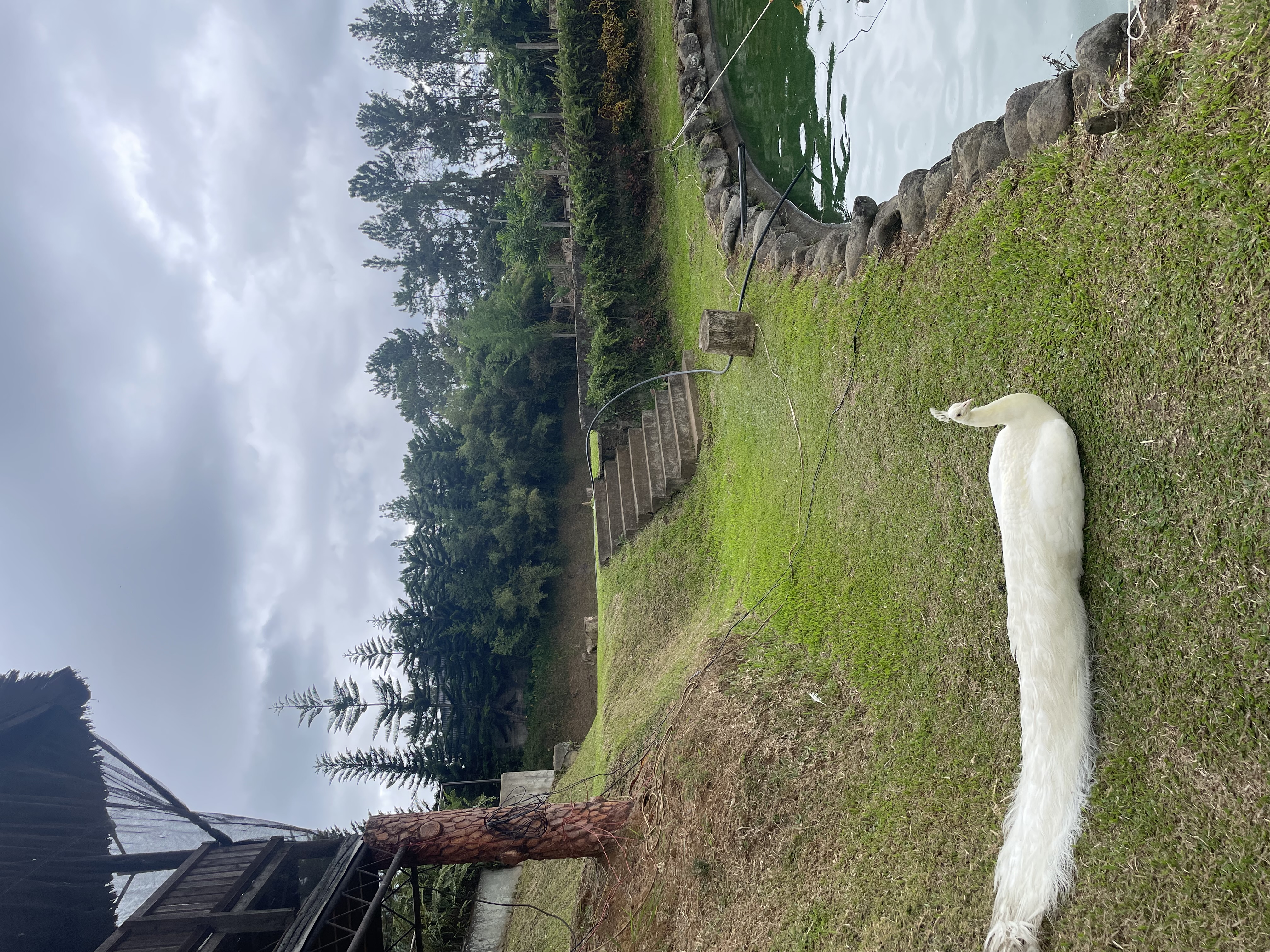 IMG_7053.jpeg