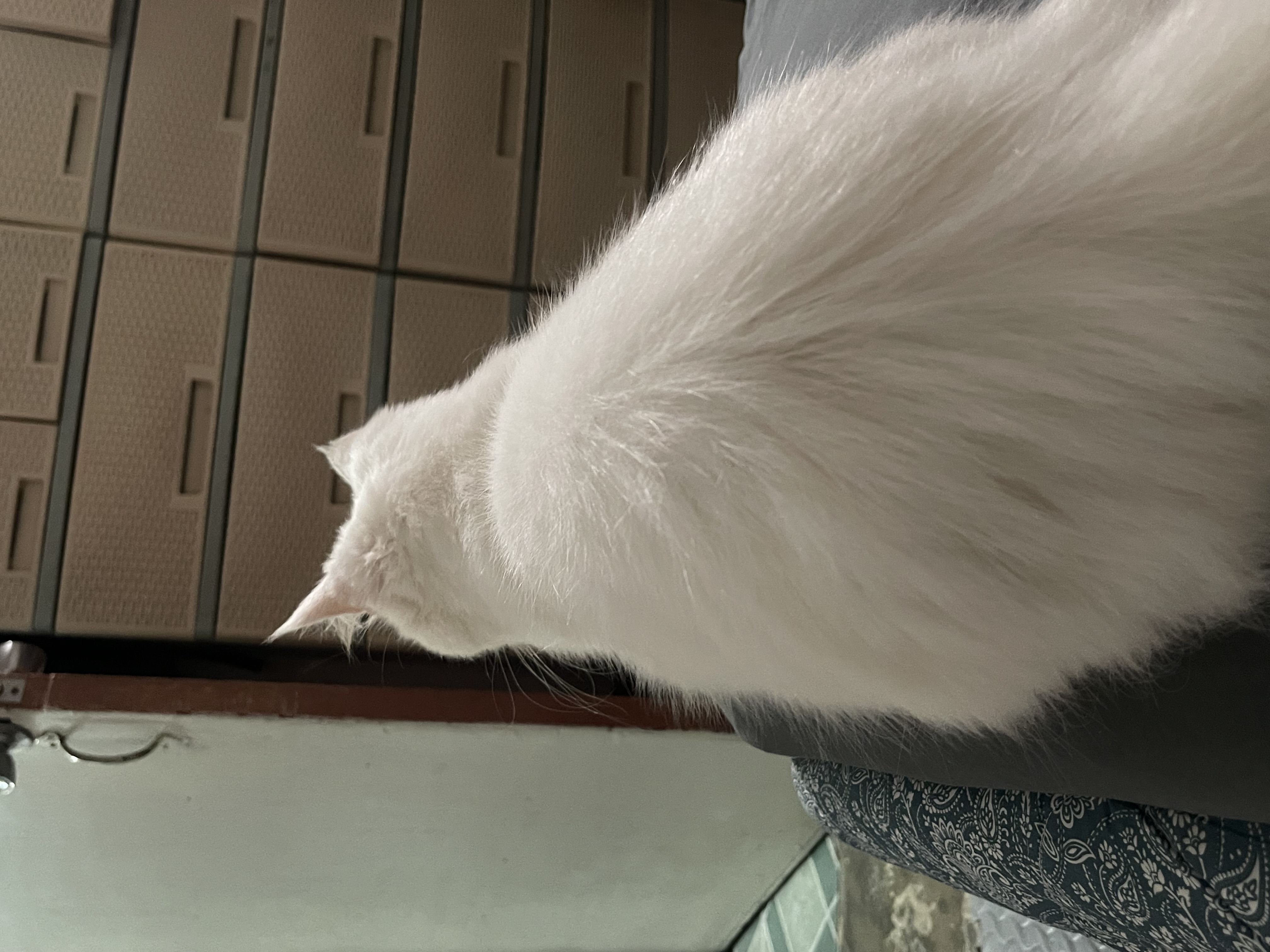 IMG_3806.jpeg