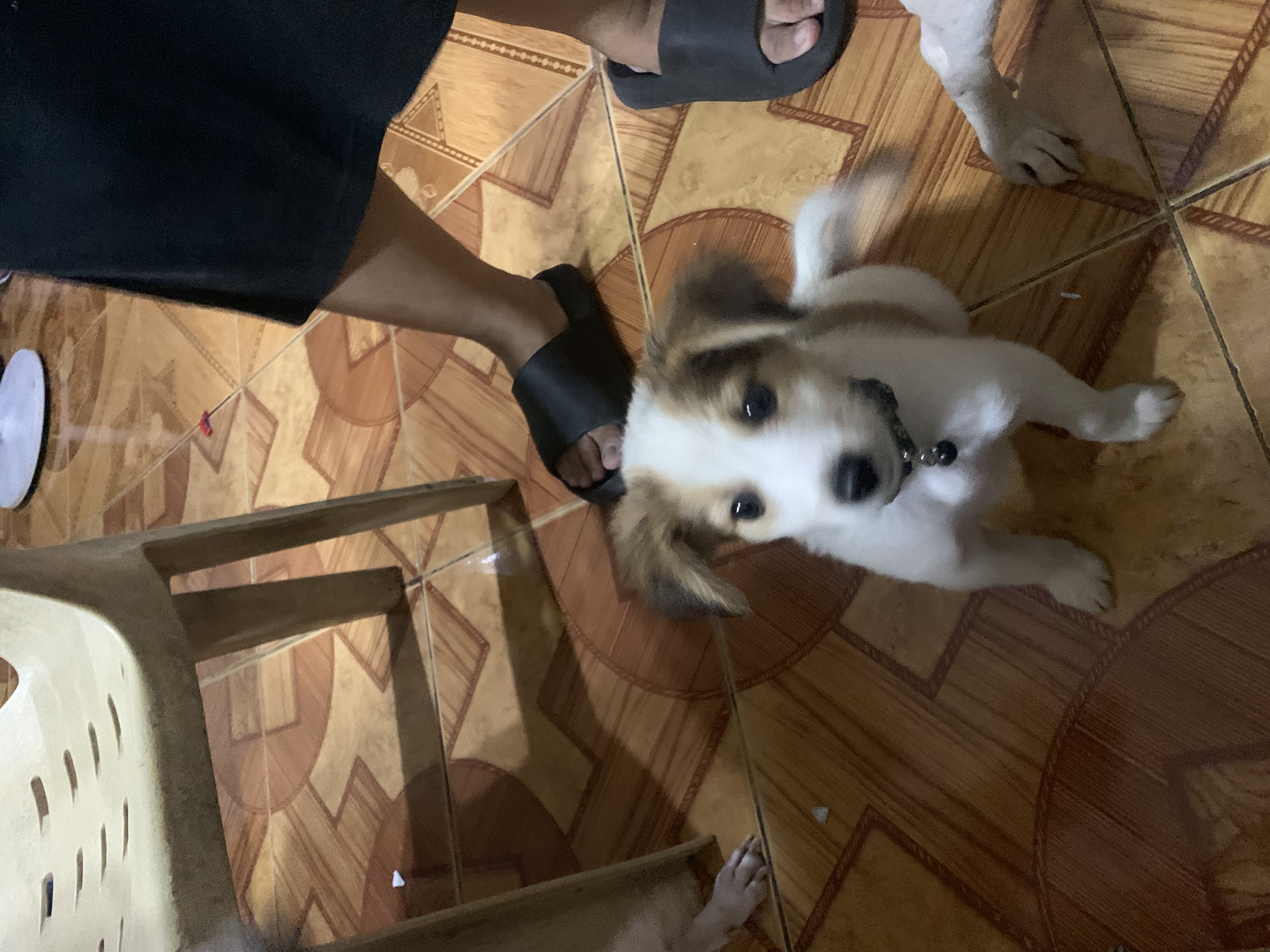 IMG_6978.jpeg