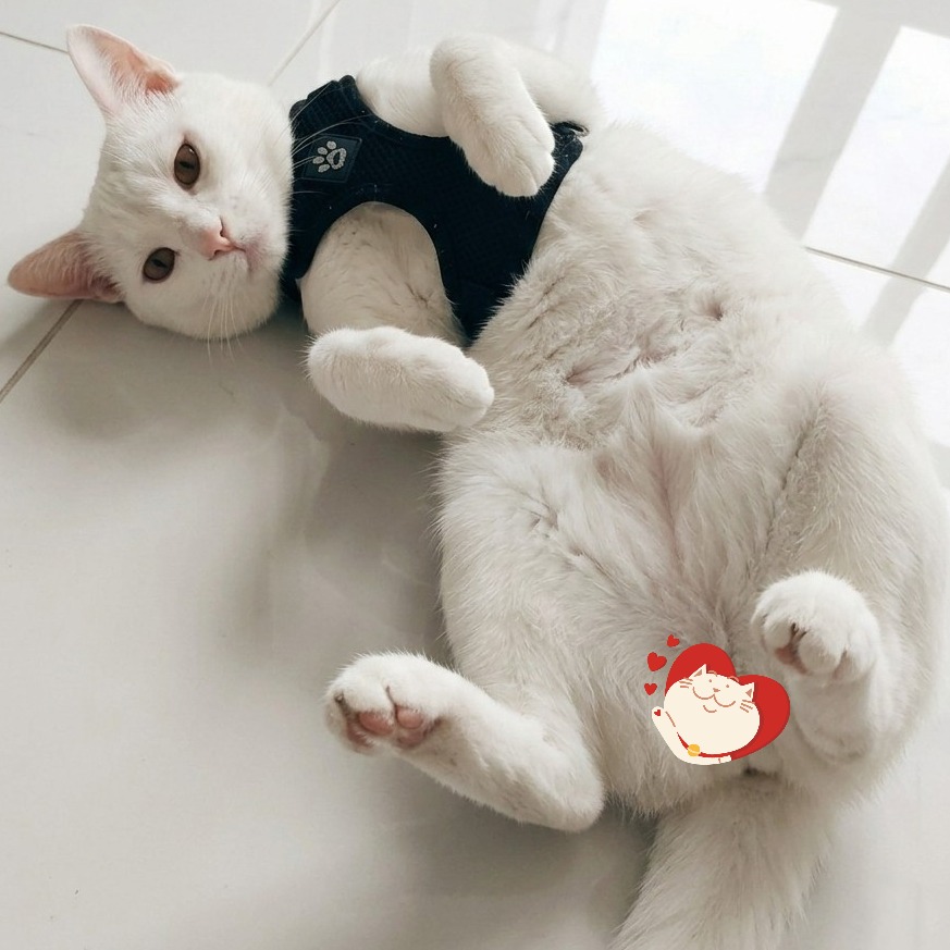 rayover_2026-03-07T06:04:14.121Z