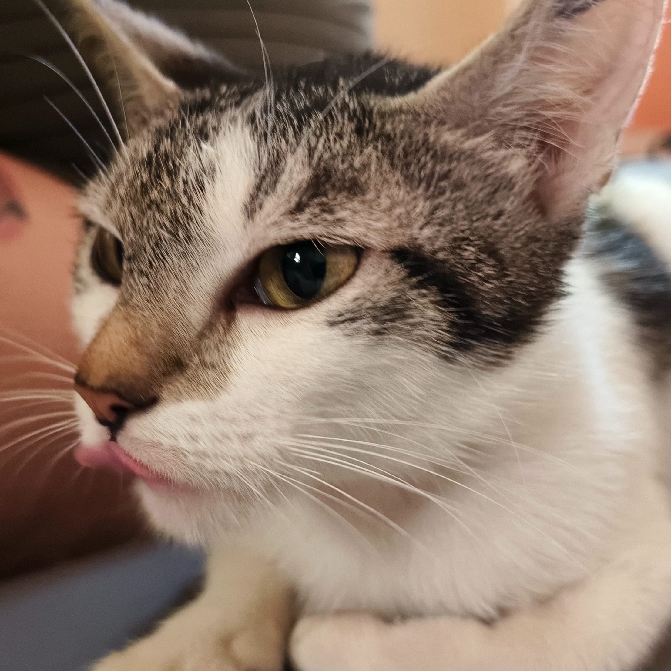 rayover_2026-03-08T08:16:17.487Z