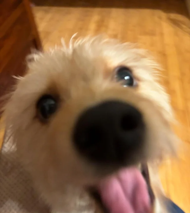 happy-dog-33-v0-u3dq04ix6sng1.webp