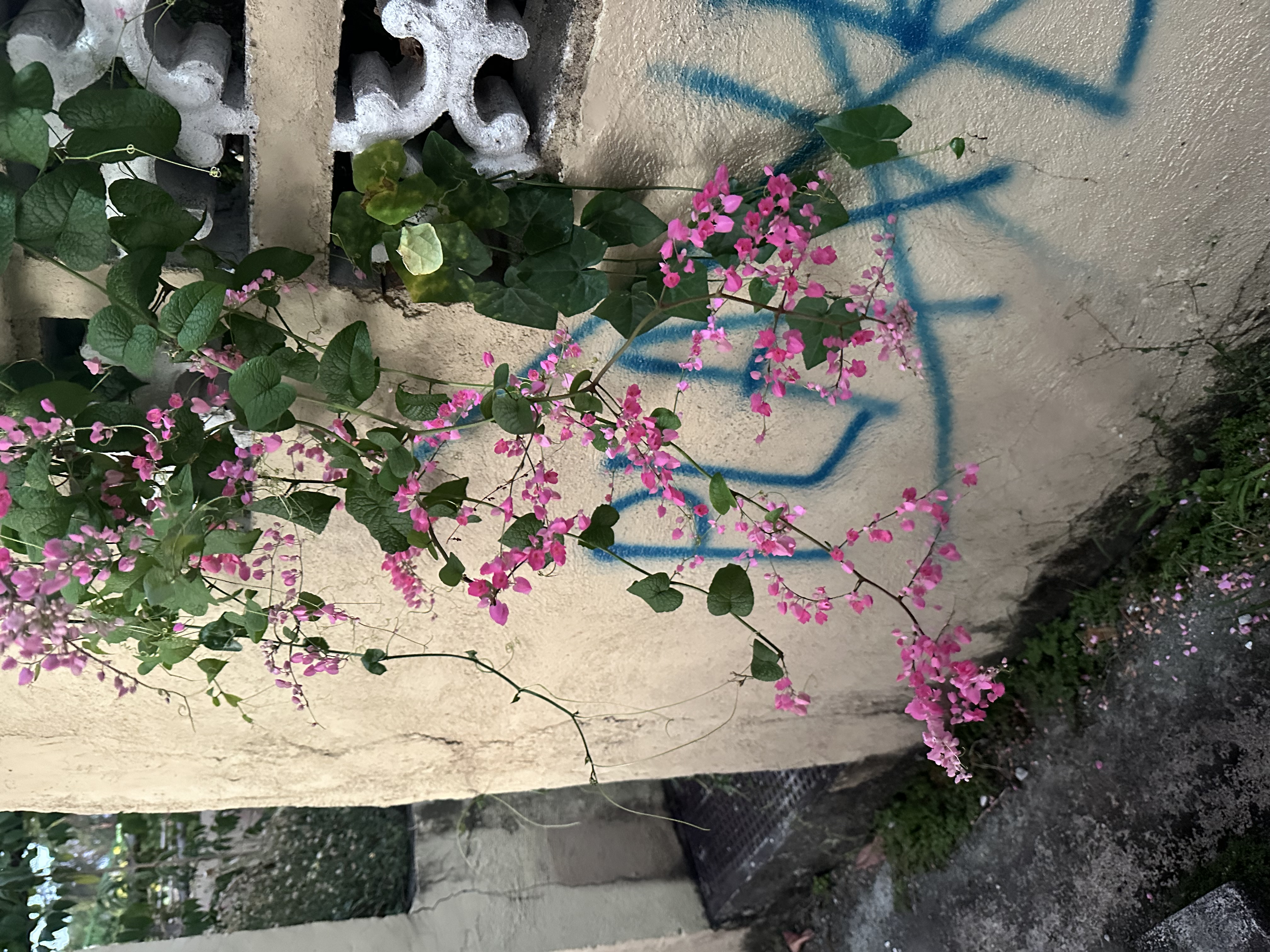 IMG_2488.jpeg