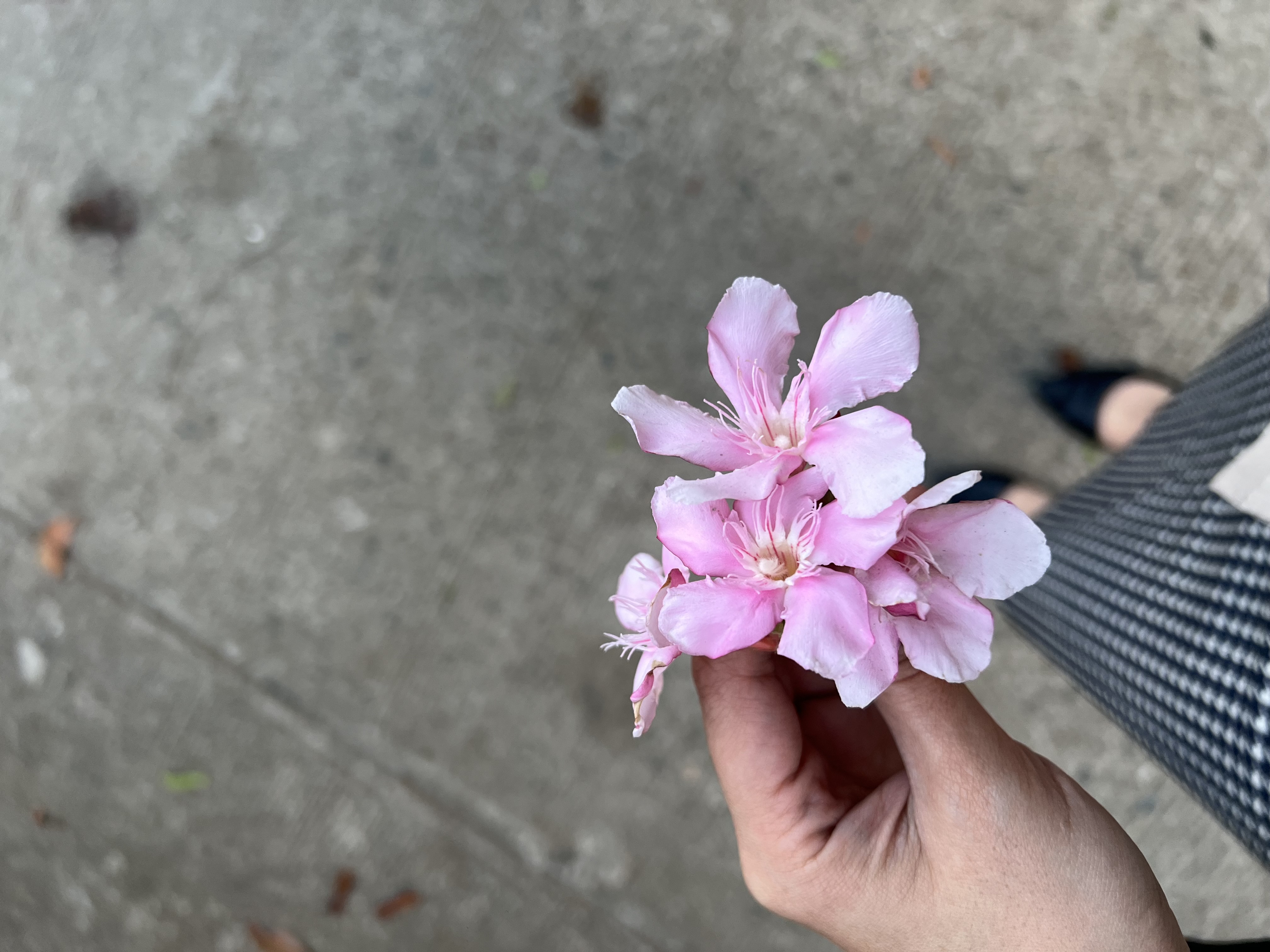 IMG_7360.jpeg