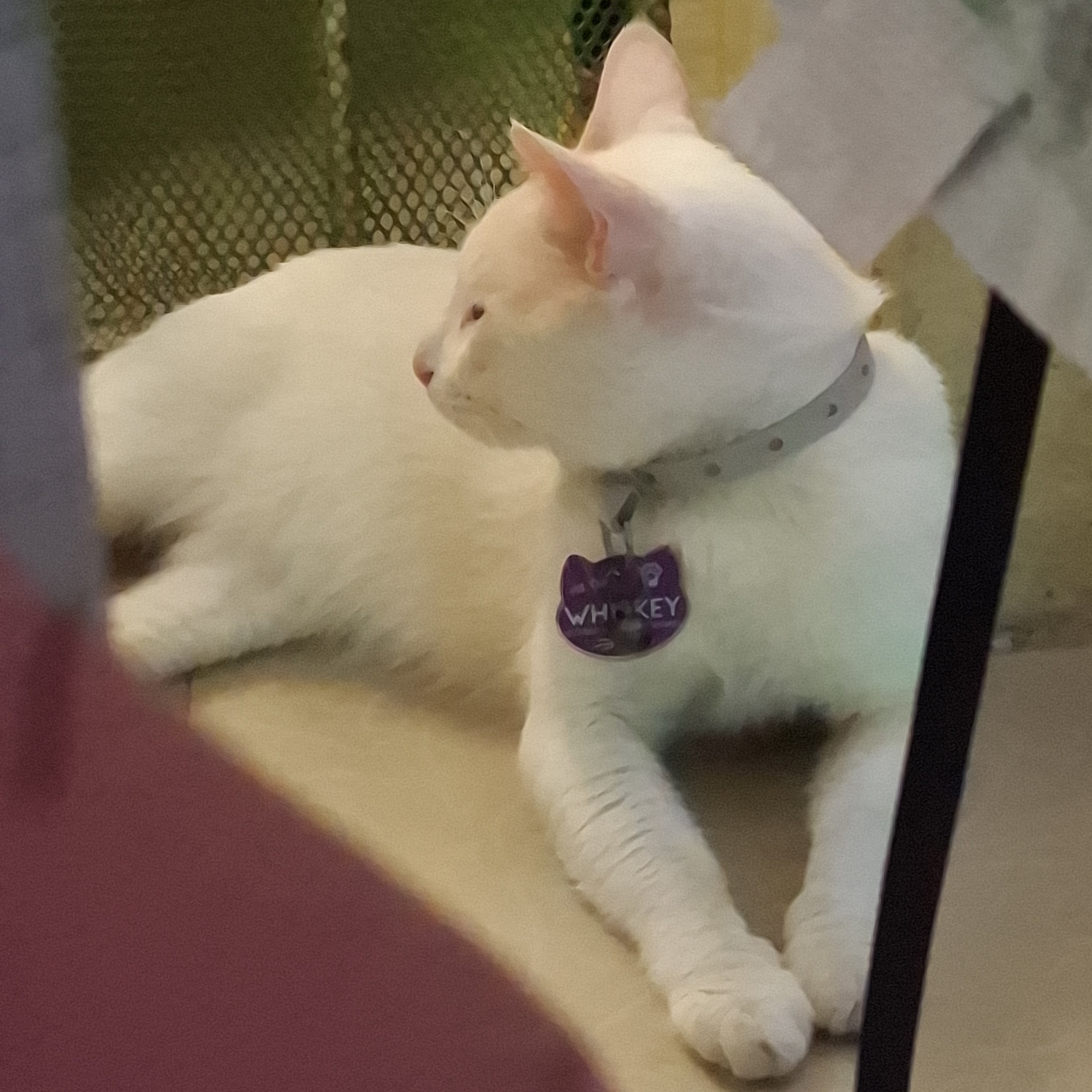 rayover_2026-03-16T15:49:53.156Z