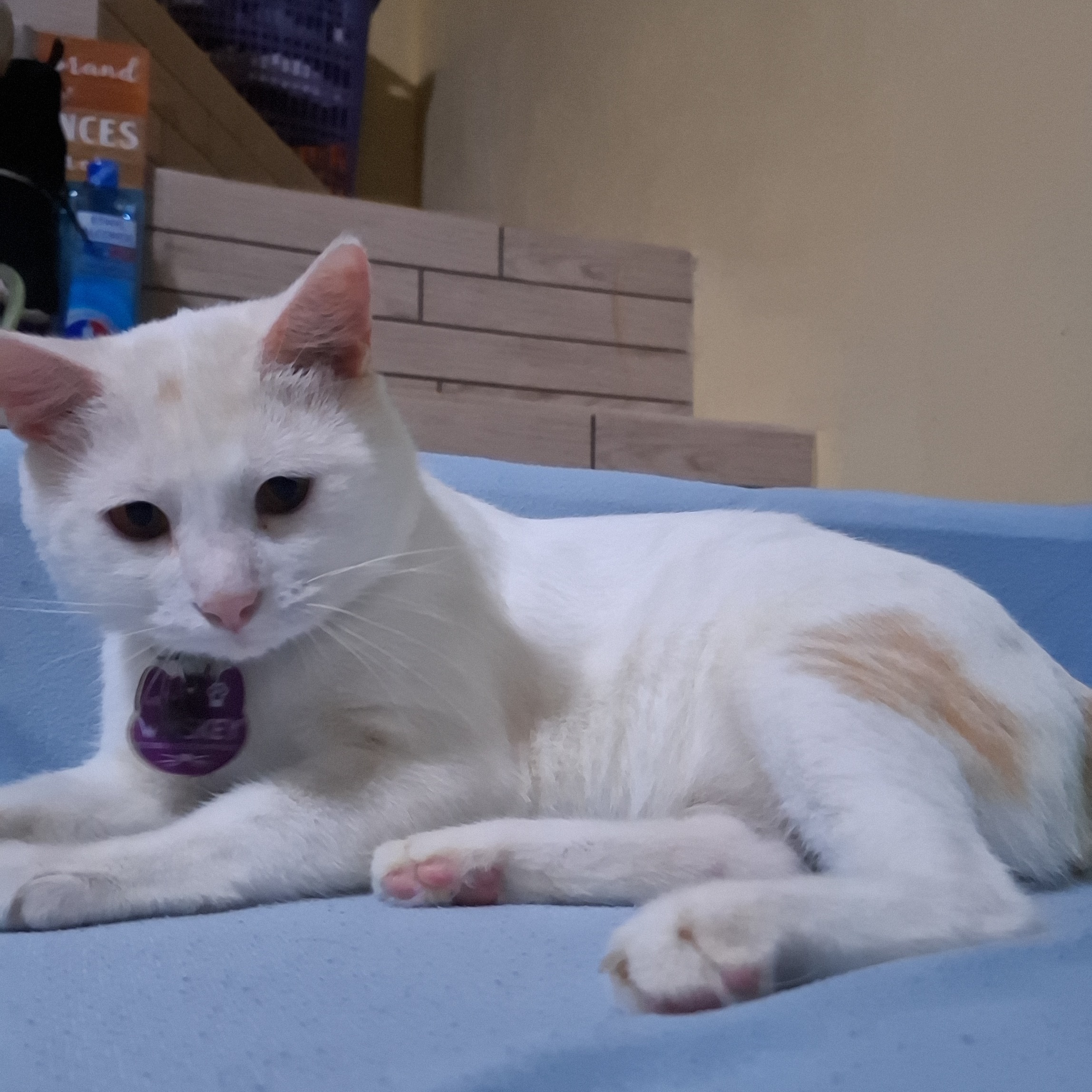 rayover_2026-03-16T15:50:02.410Z