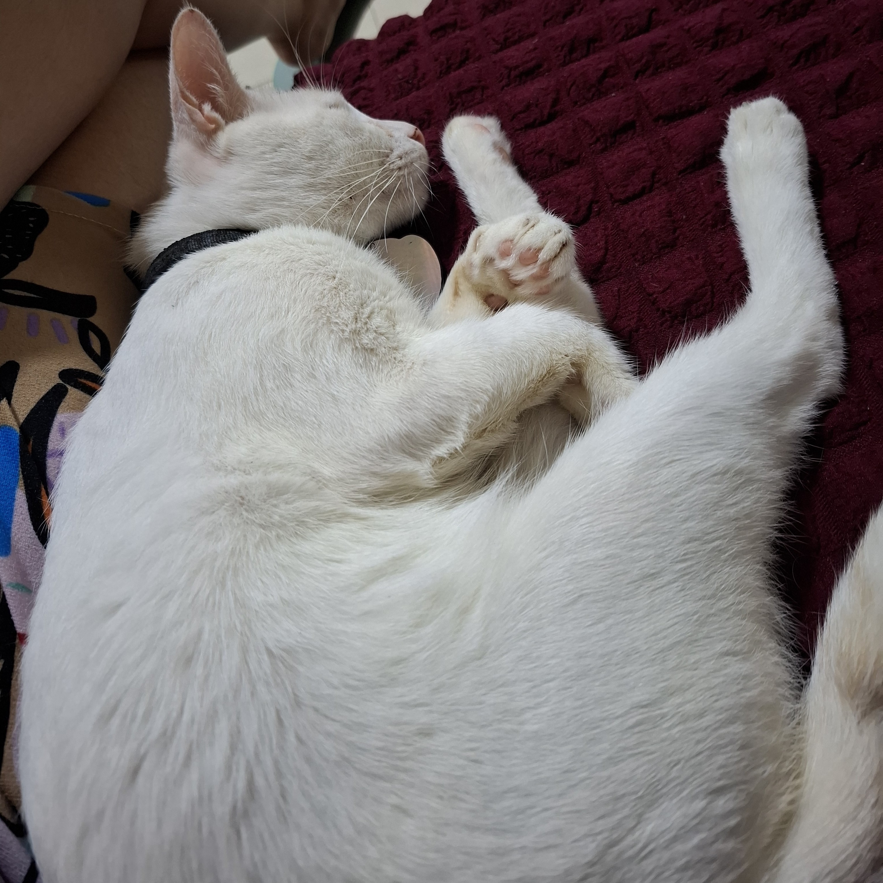 rayover_2026-03-16T15:53:25.663Z