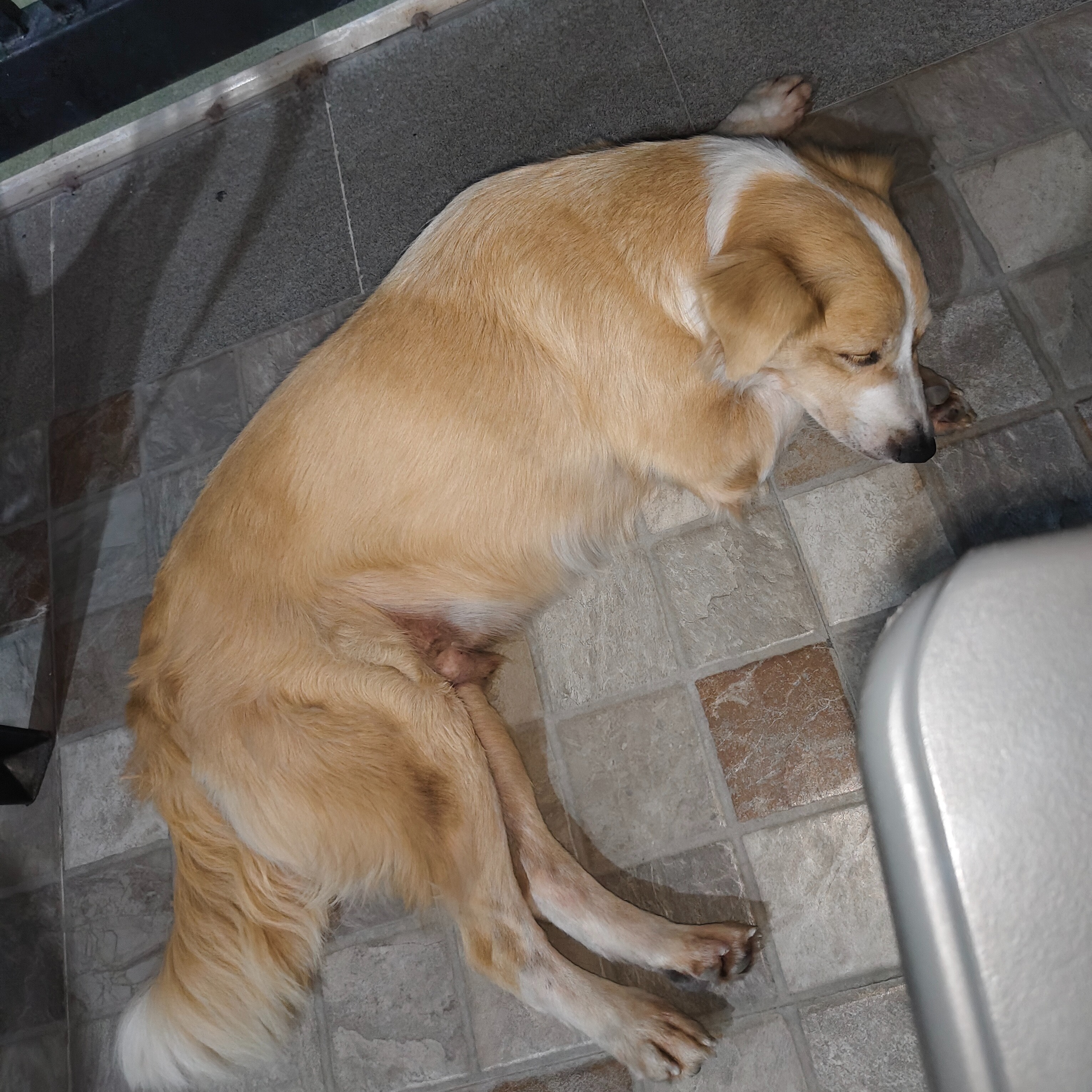 rayover_2026-03-17T10:04:44.682Z