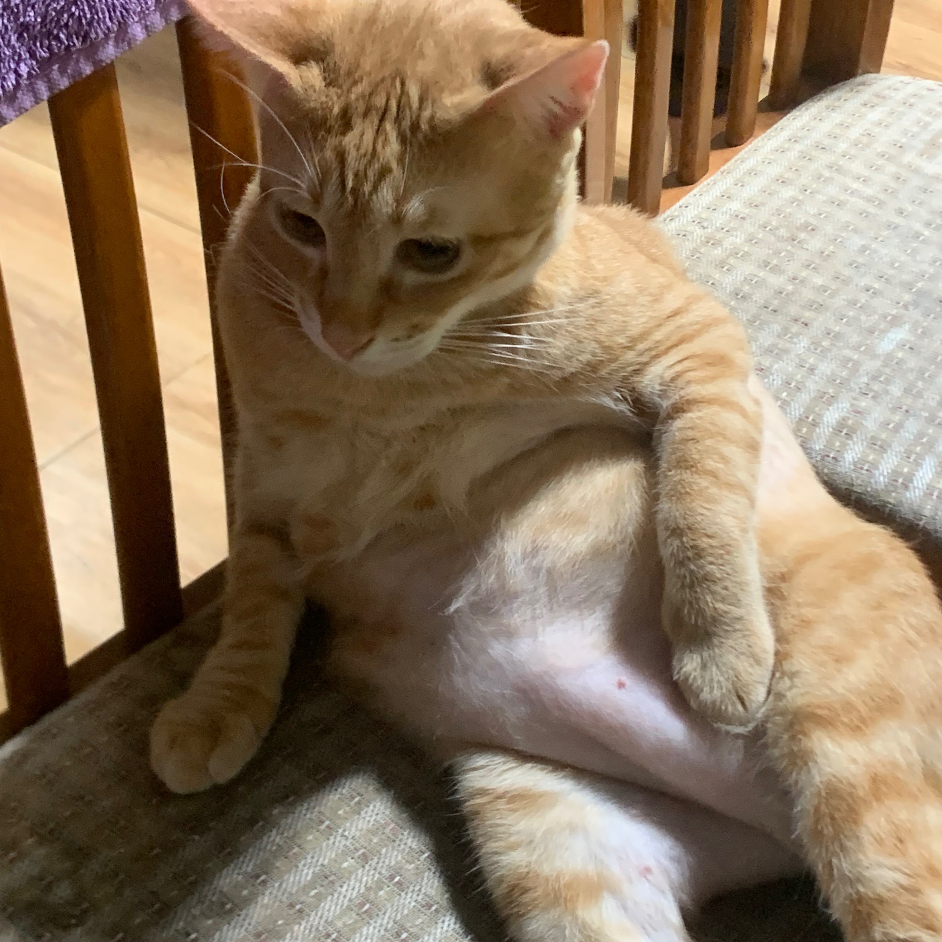 rayover_2026-03-19T06:51:09.471Z