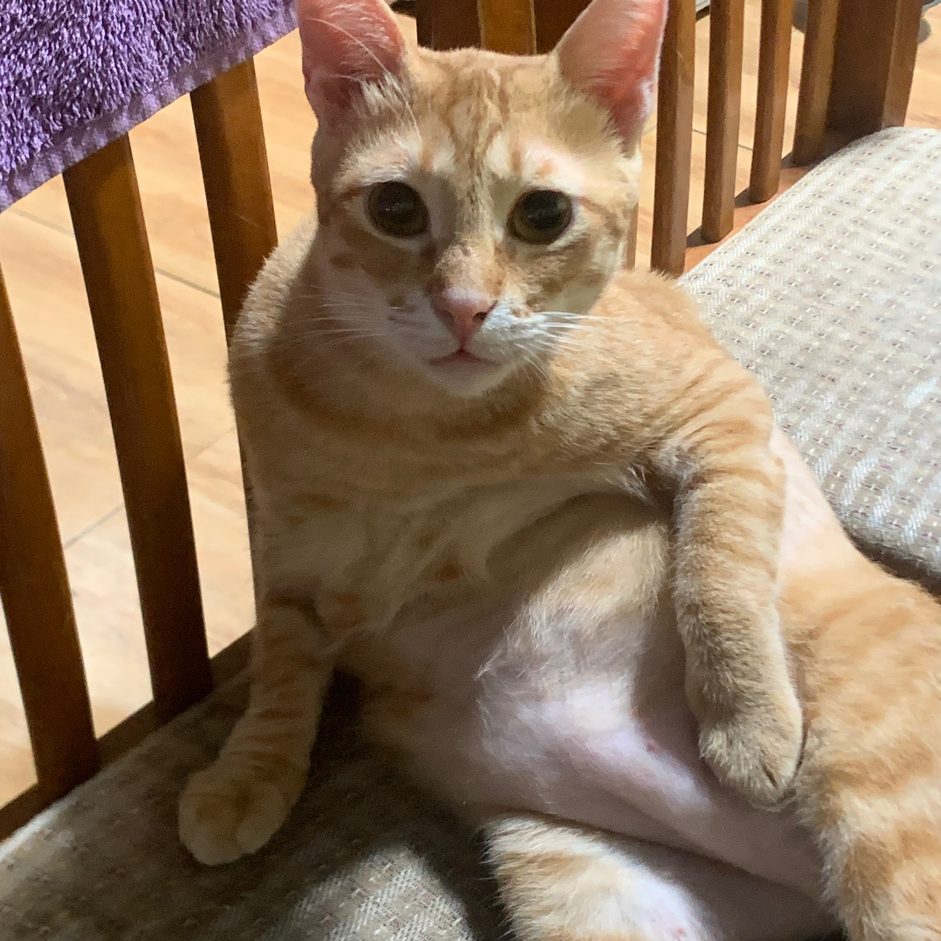 rayover_2026-03-19T06:51:22.112Z