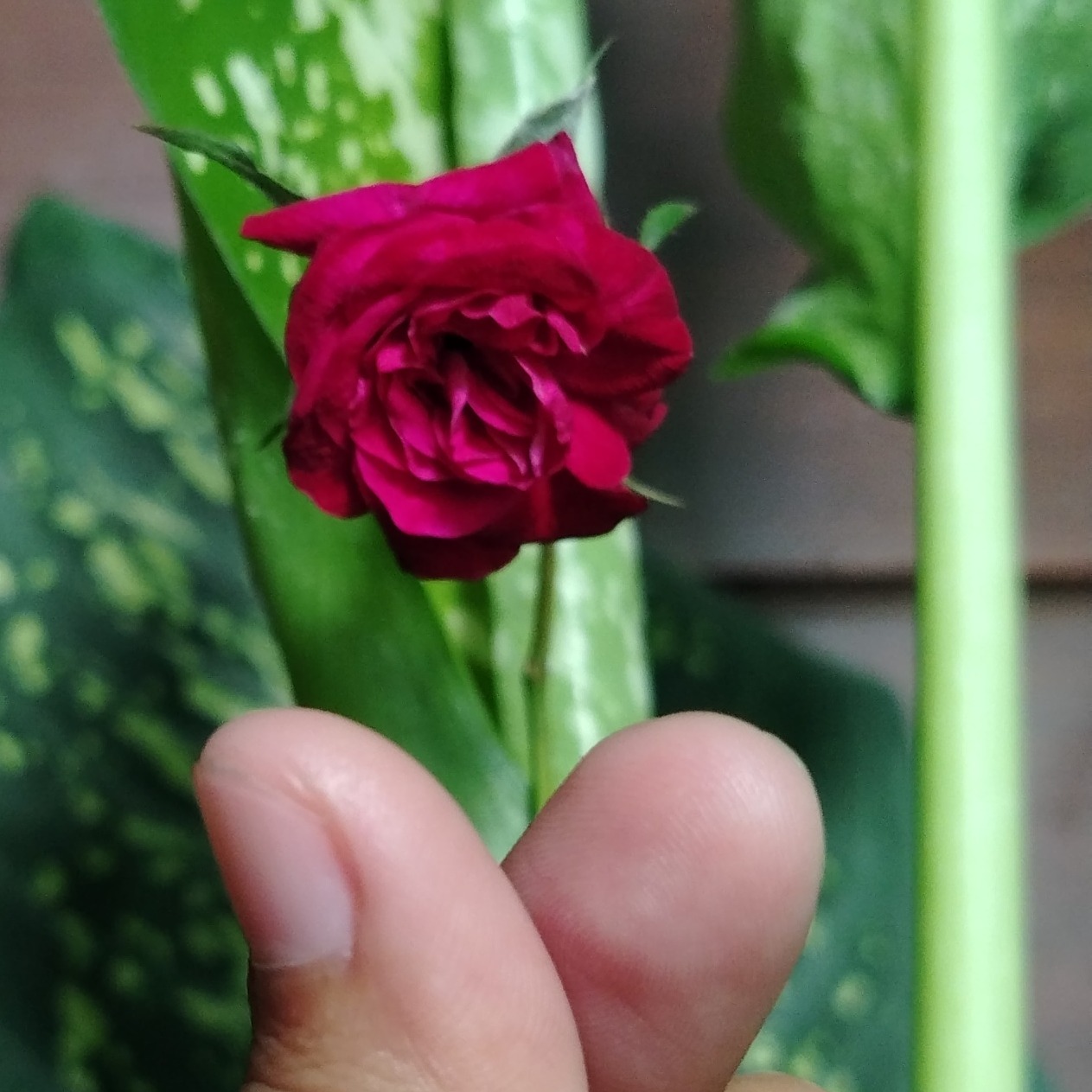 rayover_2026-03-19T11:39:51.688Z