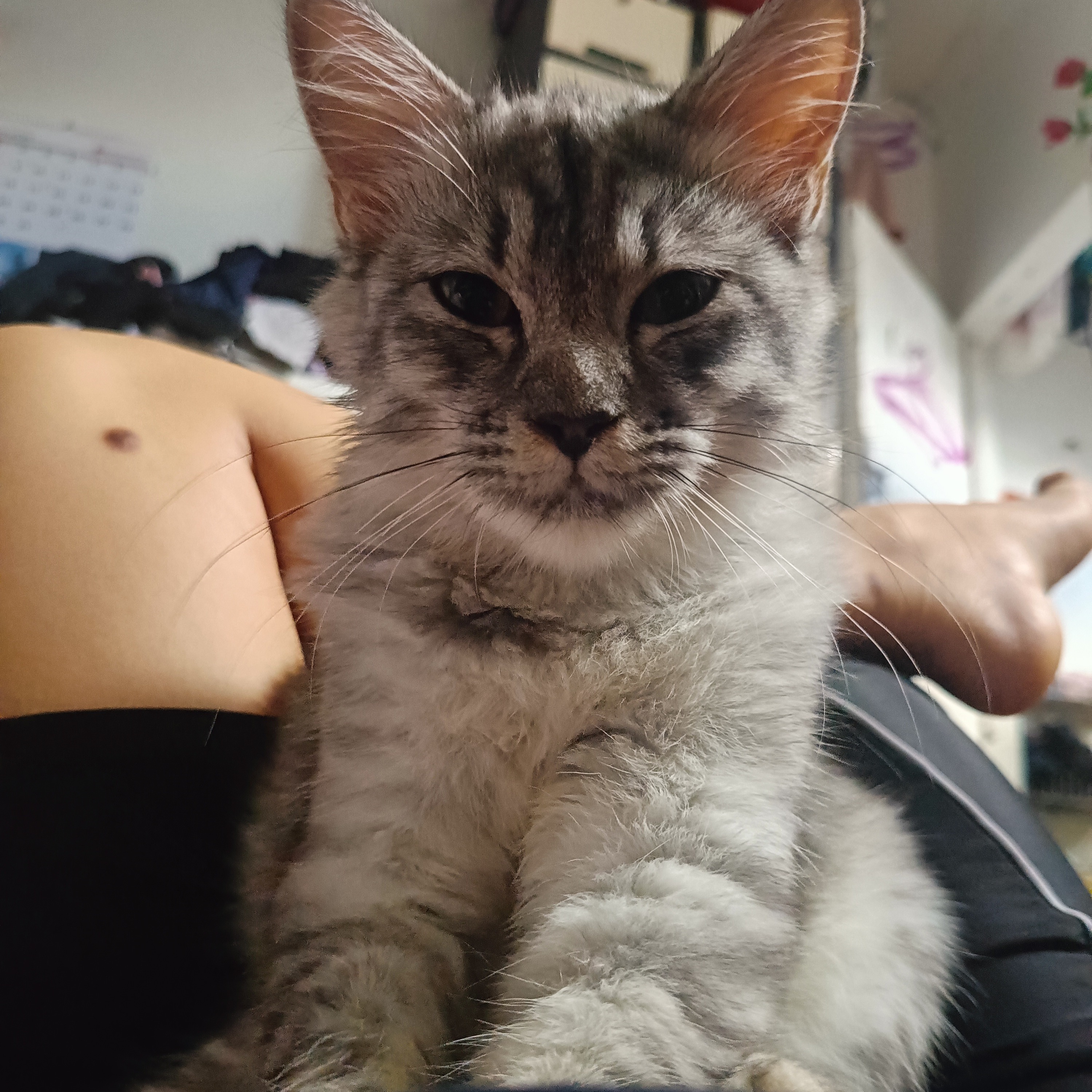 rayover_2026-03-20T05:29:54.754Z