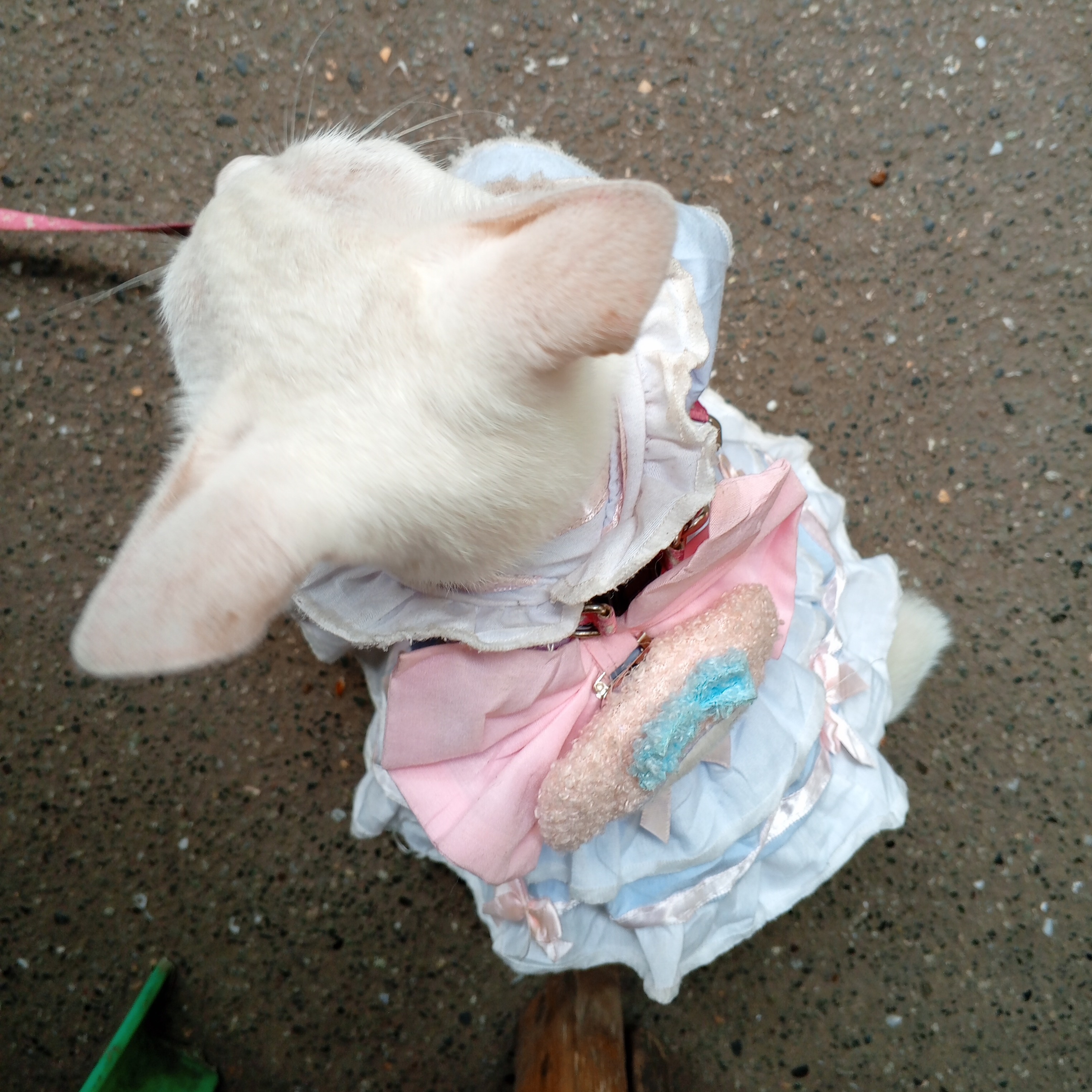 rayover_2026-03-20T13:46:27.350Z