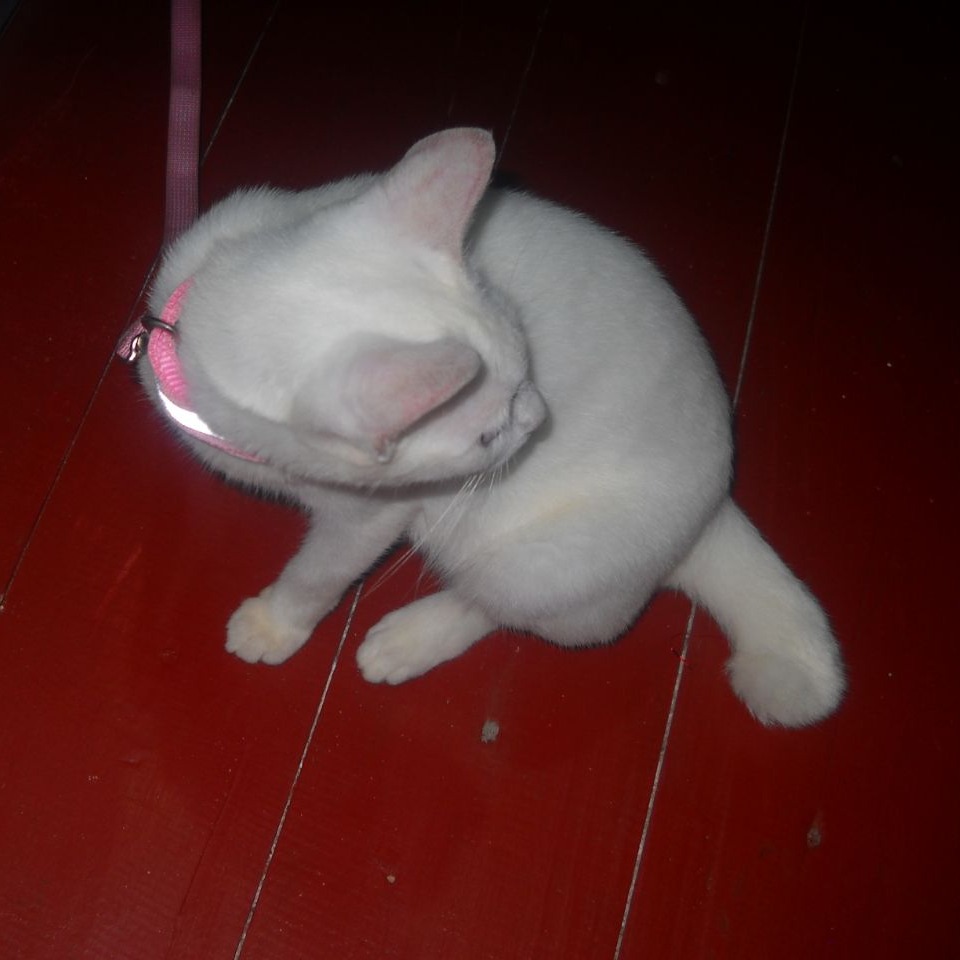 rayover_2026-03-20T13:46:34.810Z