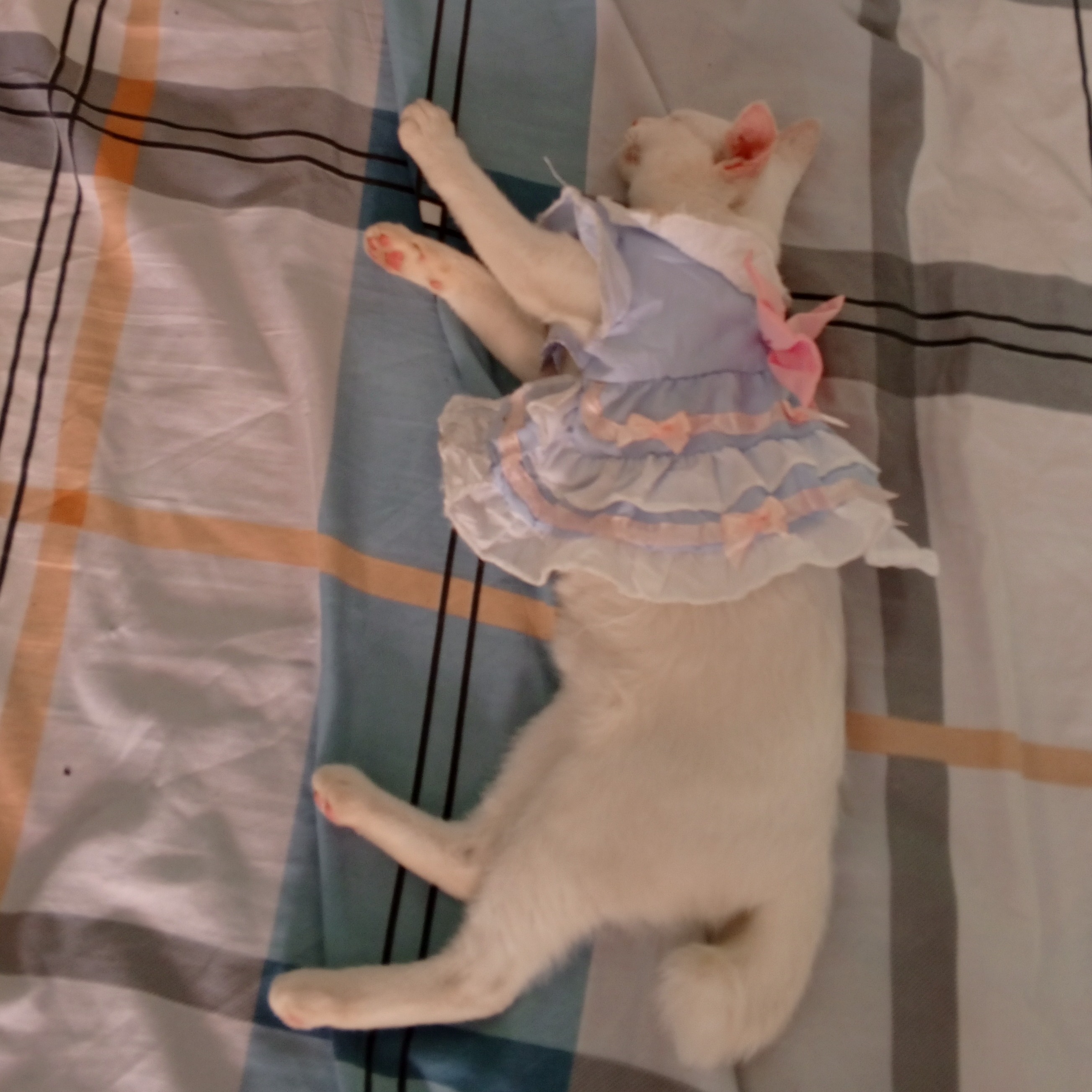 rayover_2026-03-20T13:46:46.749Z