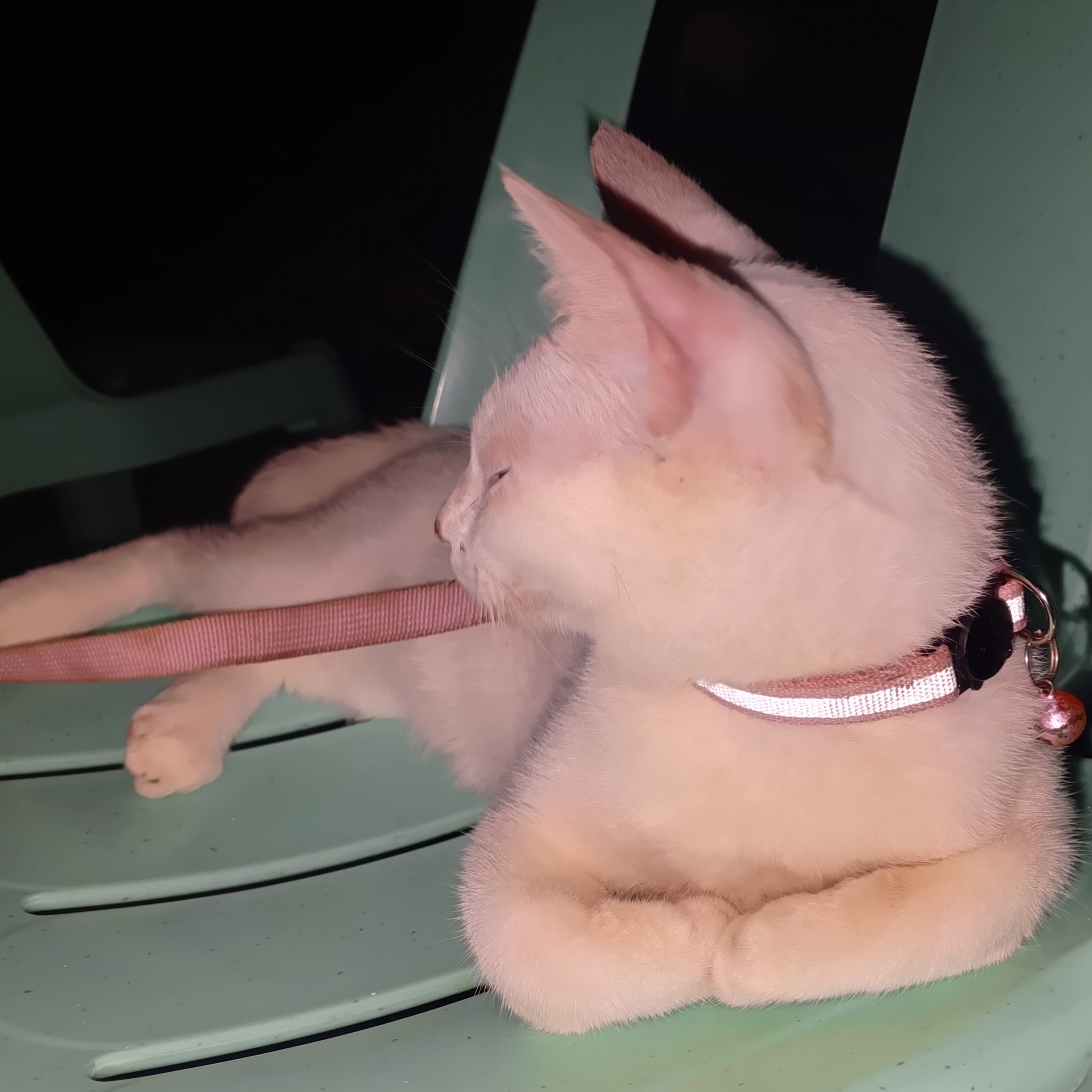 rayover_2026-03-20T13:46:57.614Z