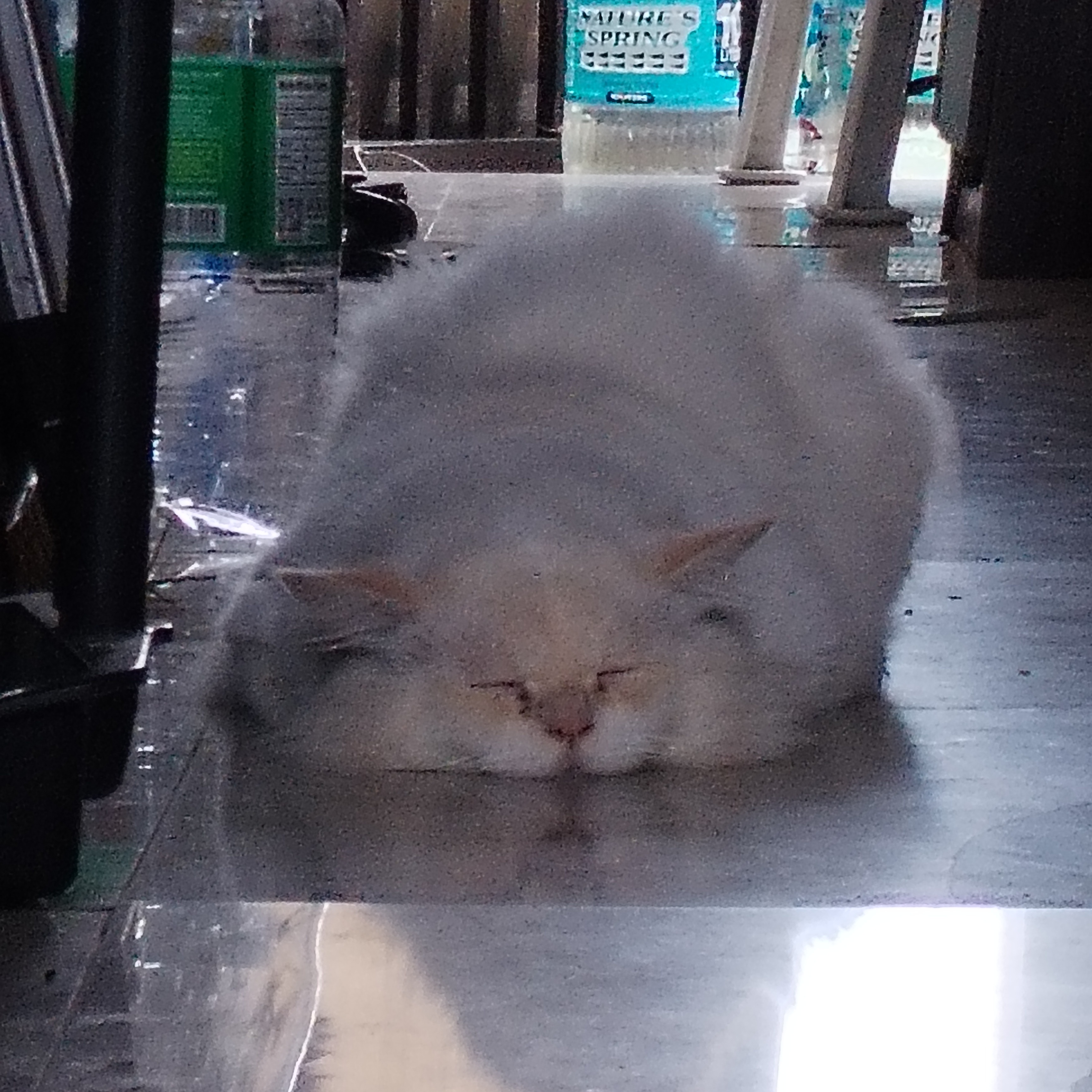 rayover_2026-03-20T14:15:52.666Z