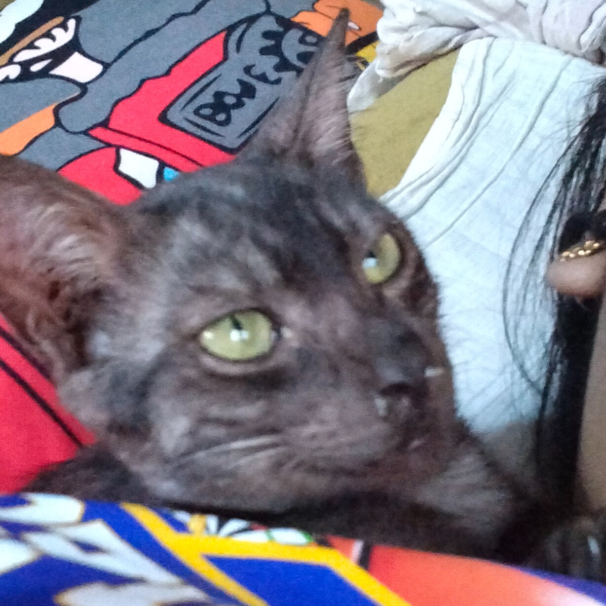 rayover_2026-03-27T13:09:39.348Z