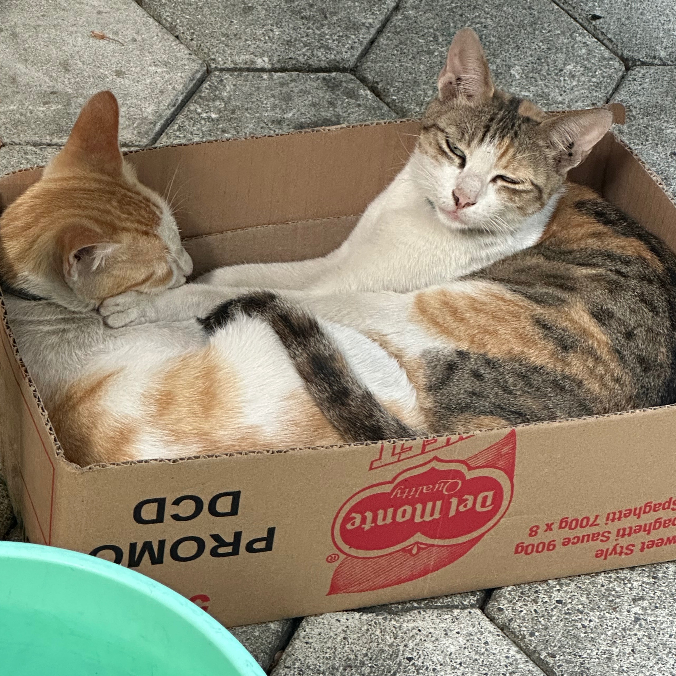 rayover_2026-03-29T01:24:37.229Z