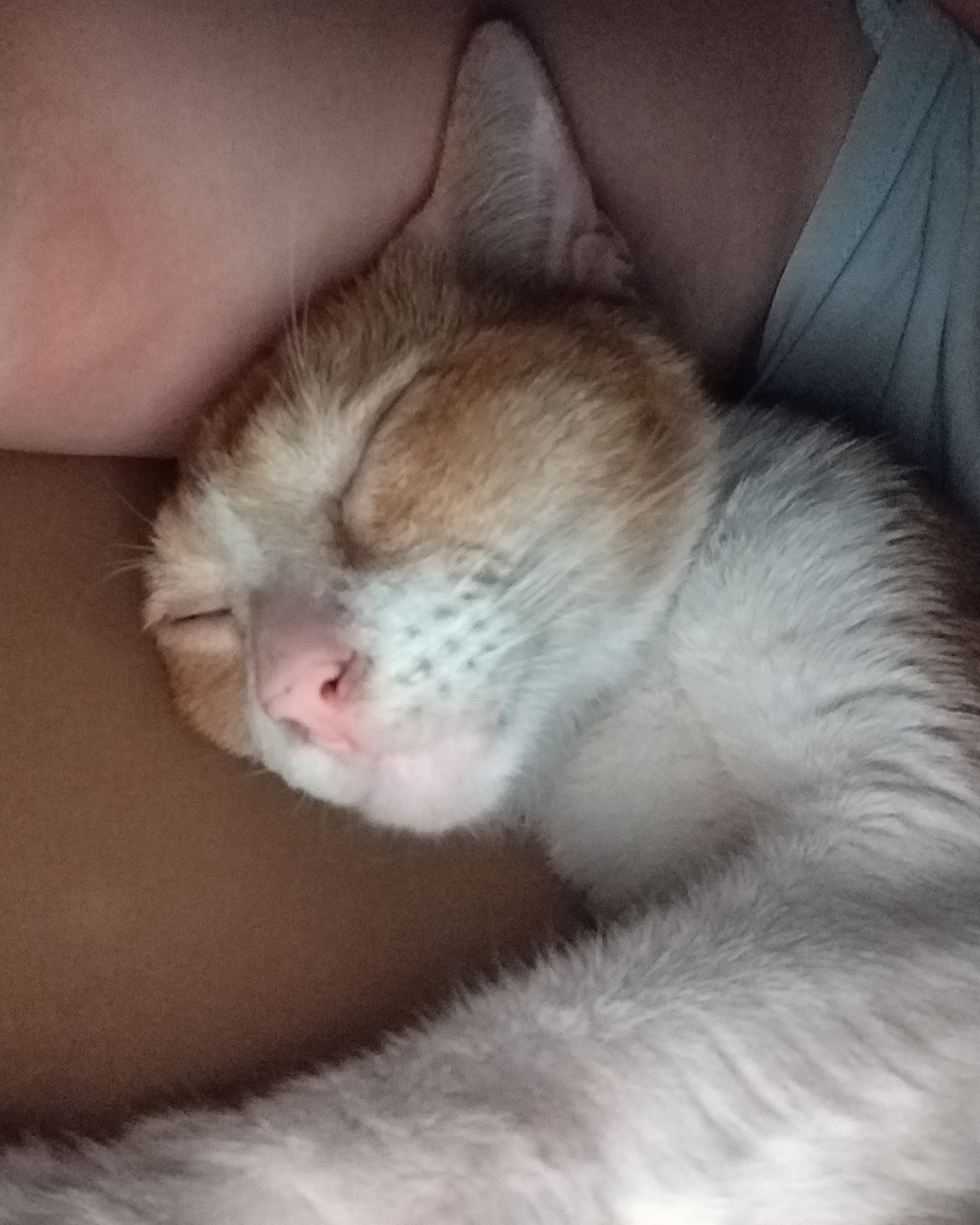 rayover_2026-03-29T15:24:28.496Z