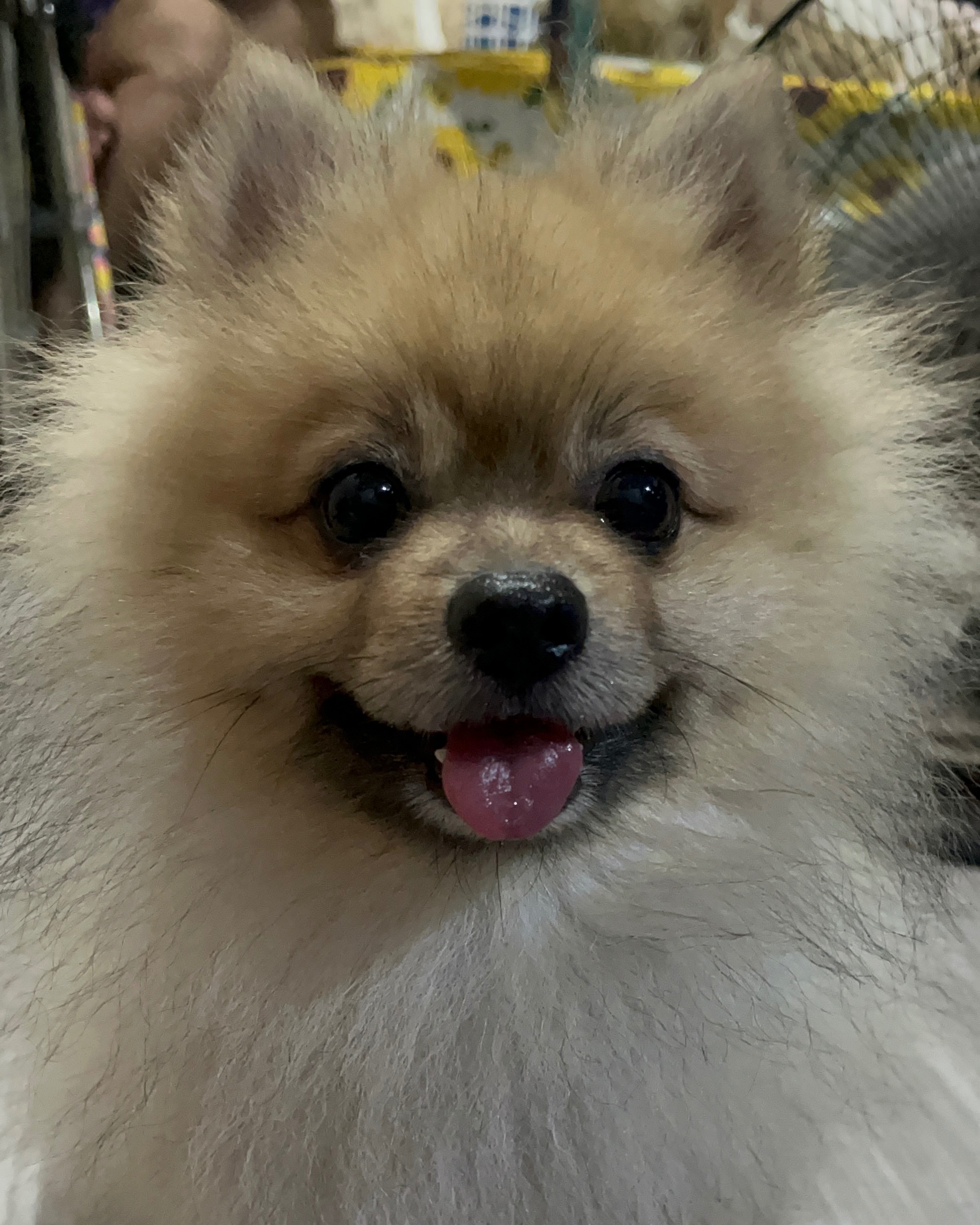 rayover_2026-03-29T22:54:16.404Z