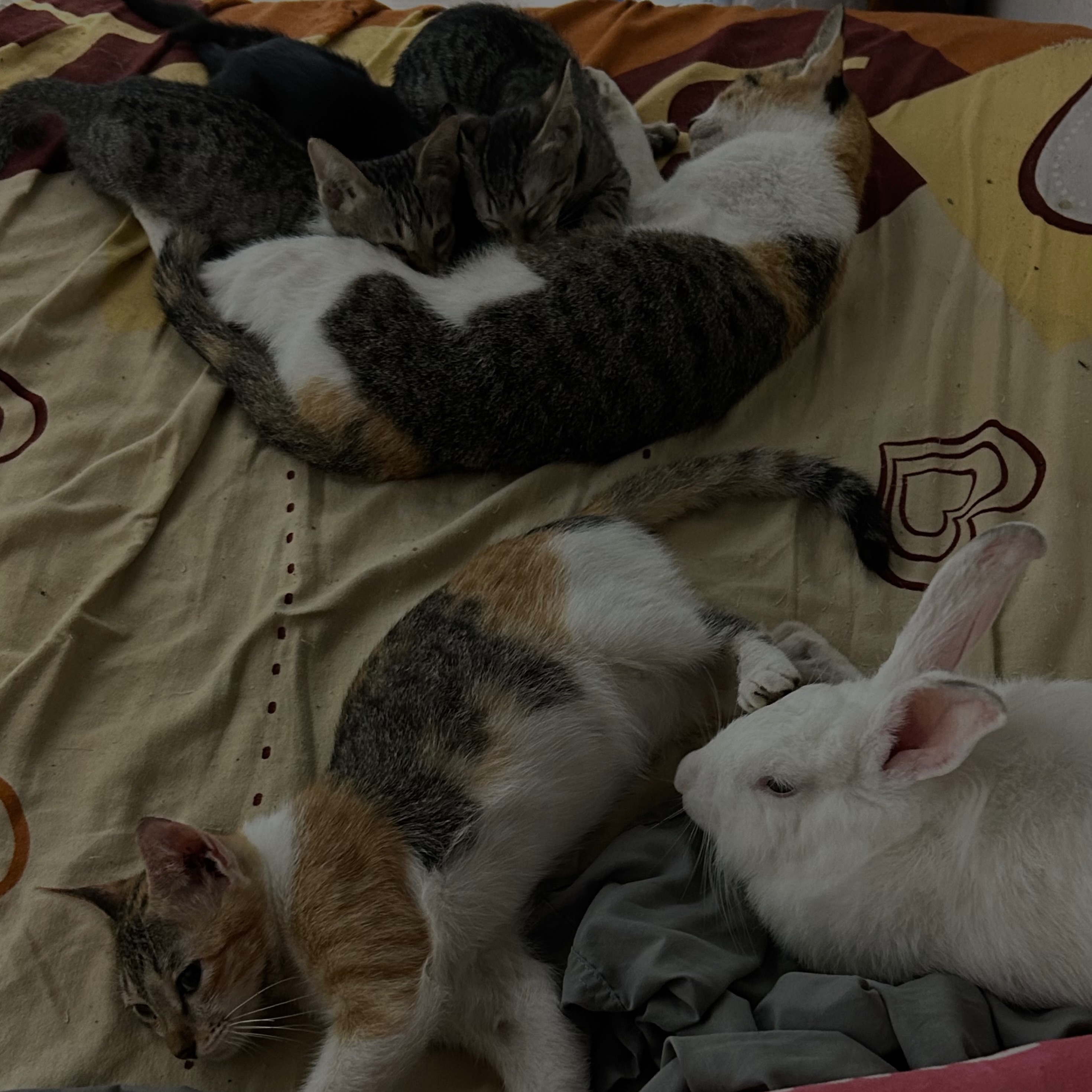 rayover_2026-03-31T13:13:15.112Z