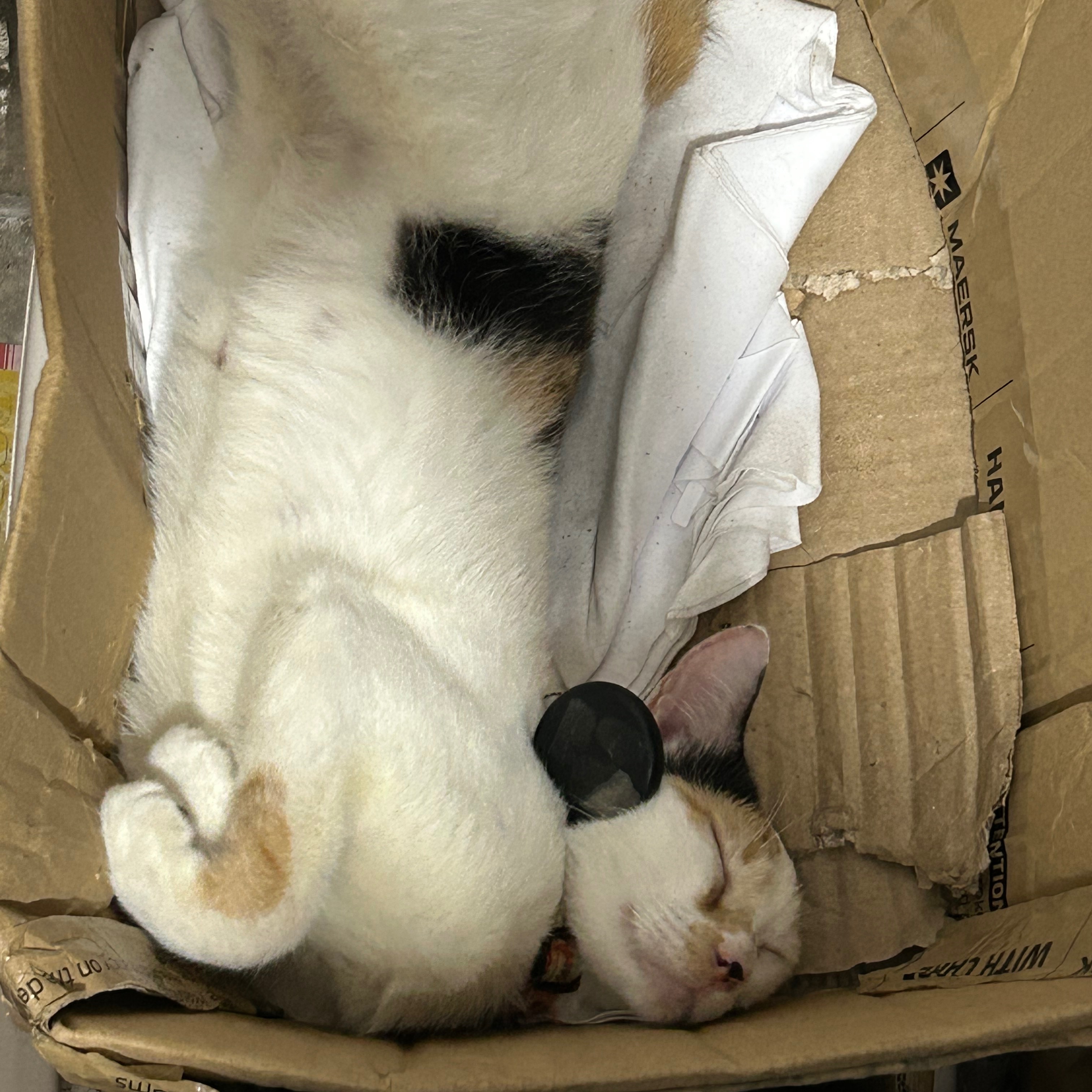 rayover_2026-03-31T13:17:44.113Z