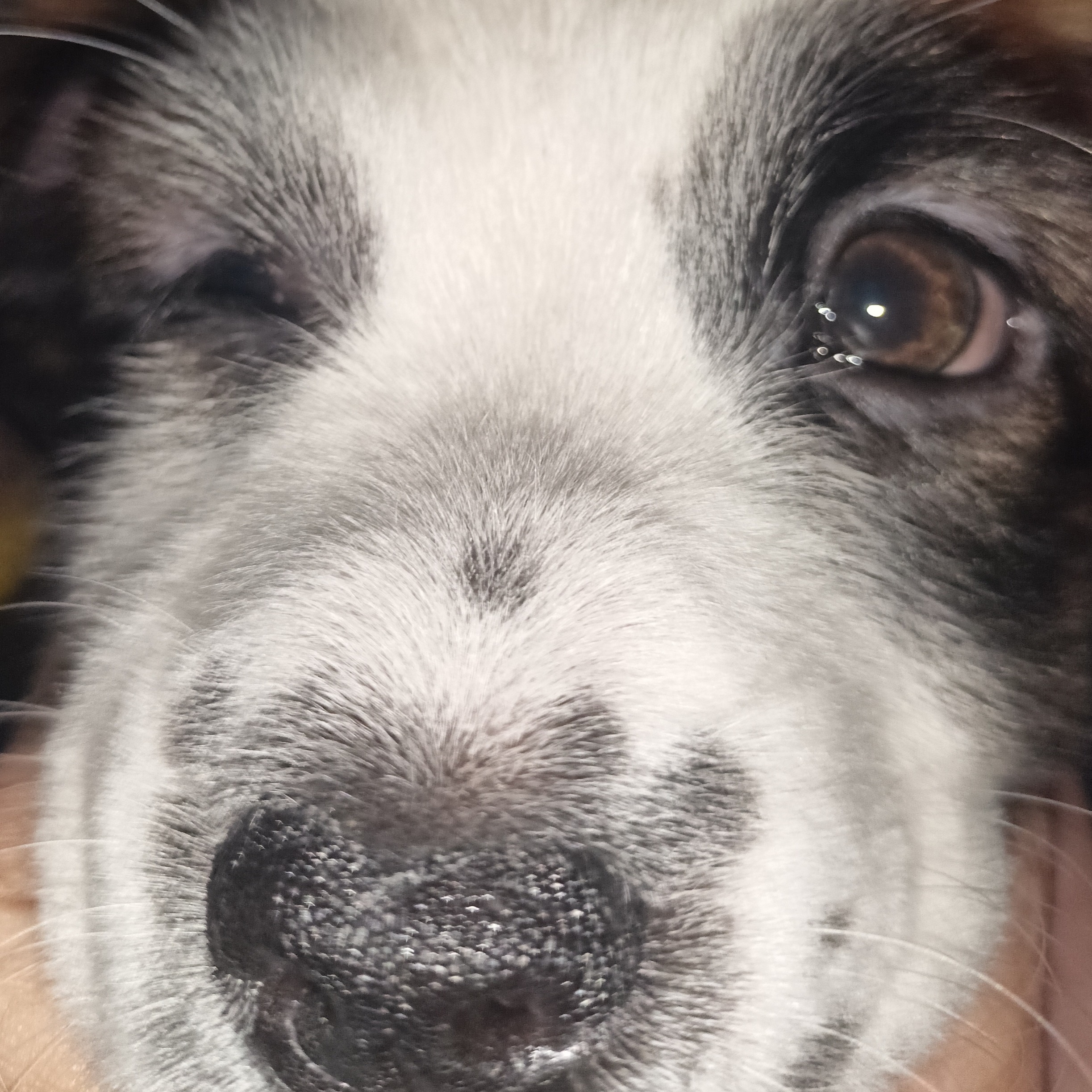 rayover_2026-03-31T13:38:26.053Z