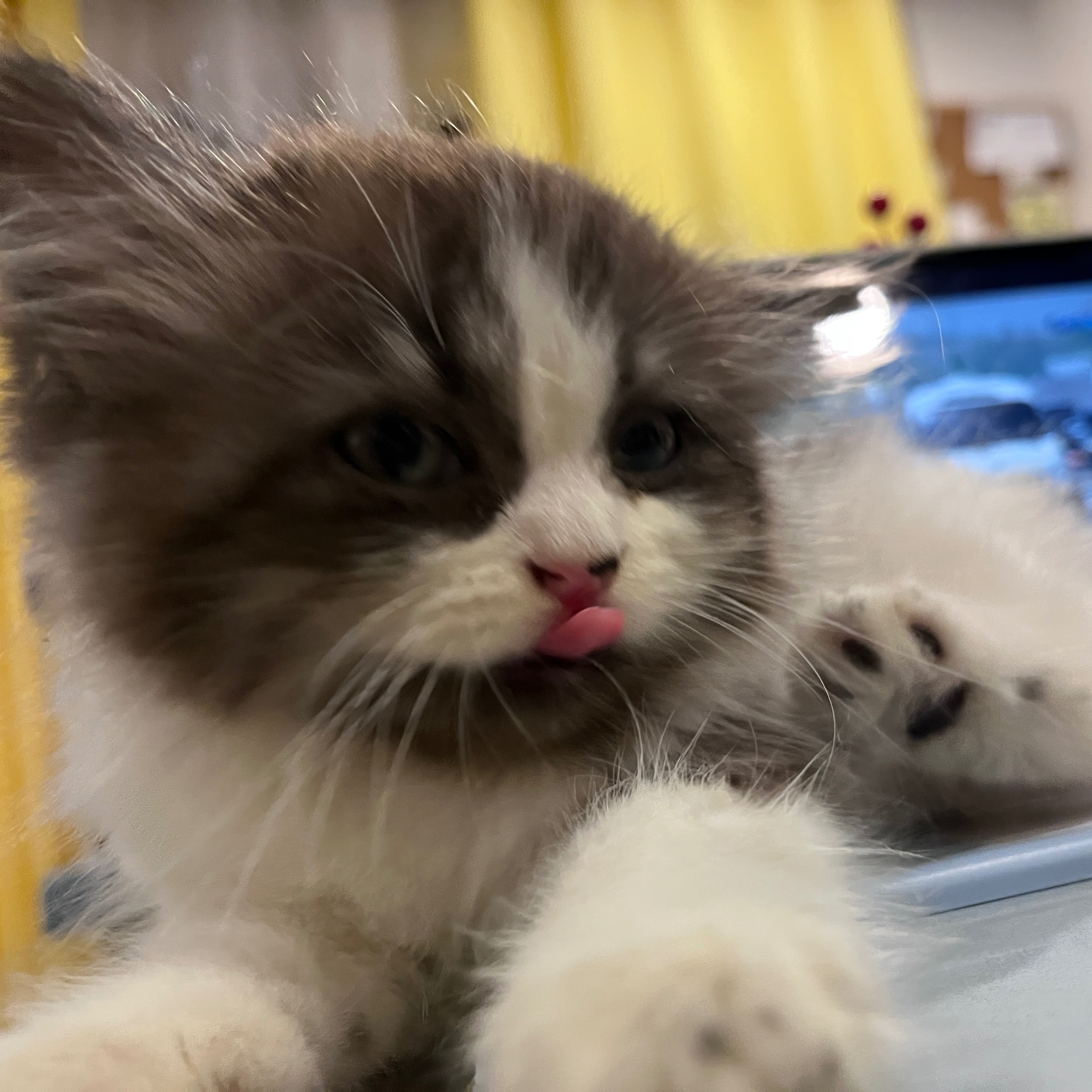 rayover_2026-04-01T01:05:32.598Z