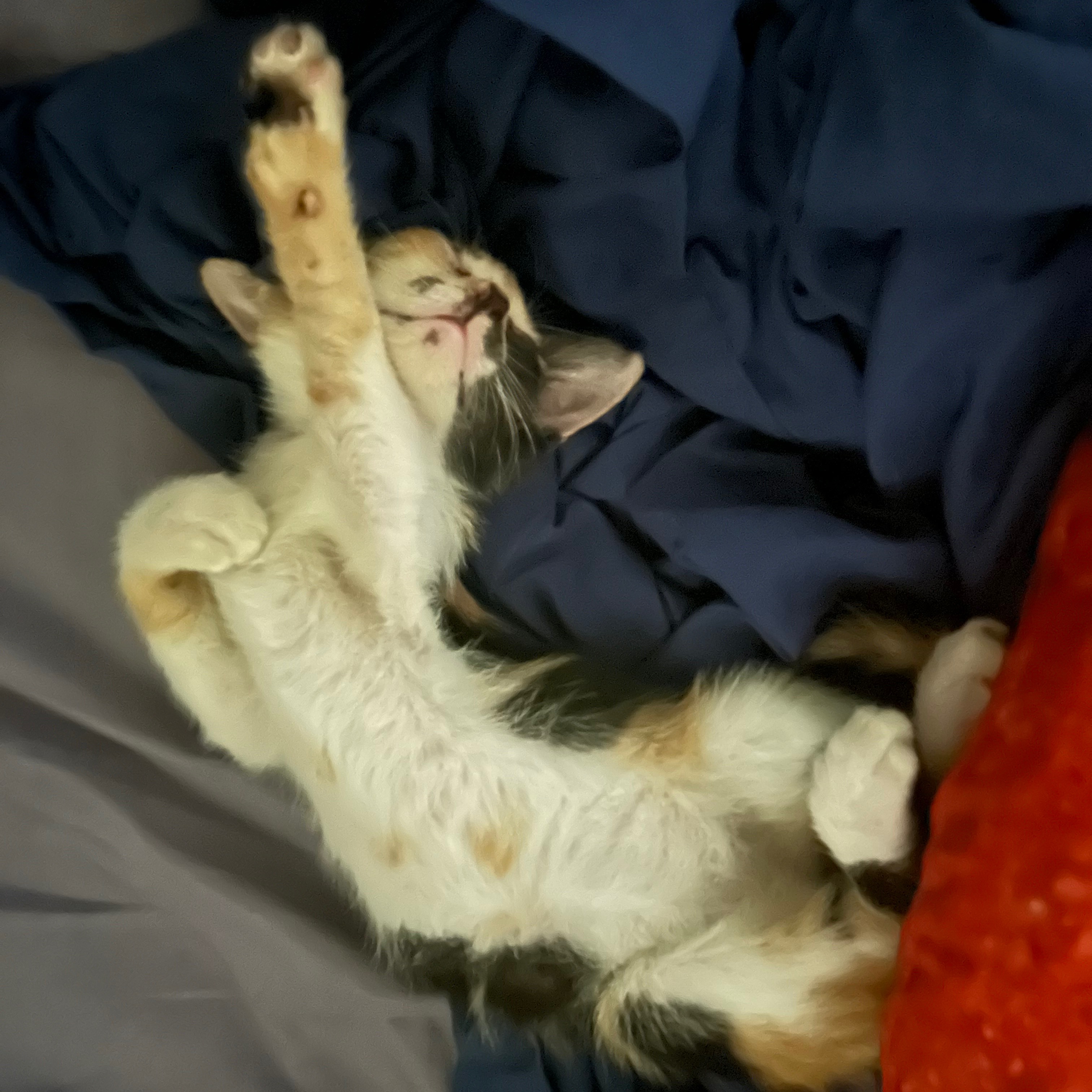 rayover_2026-04-01T04:19:32.869Z