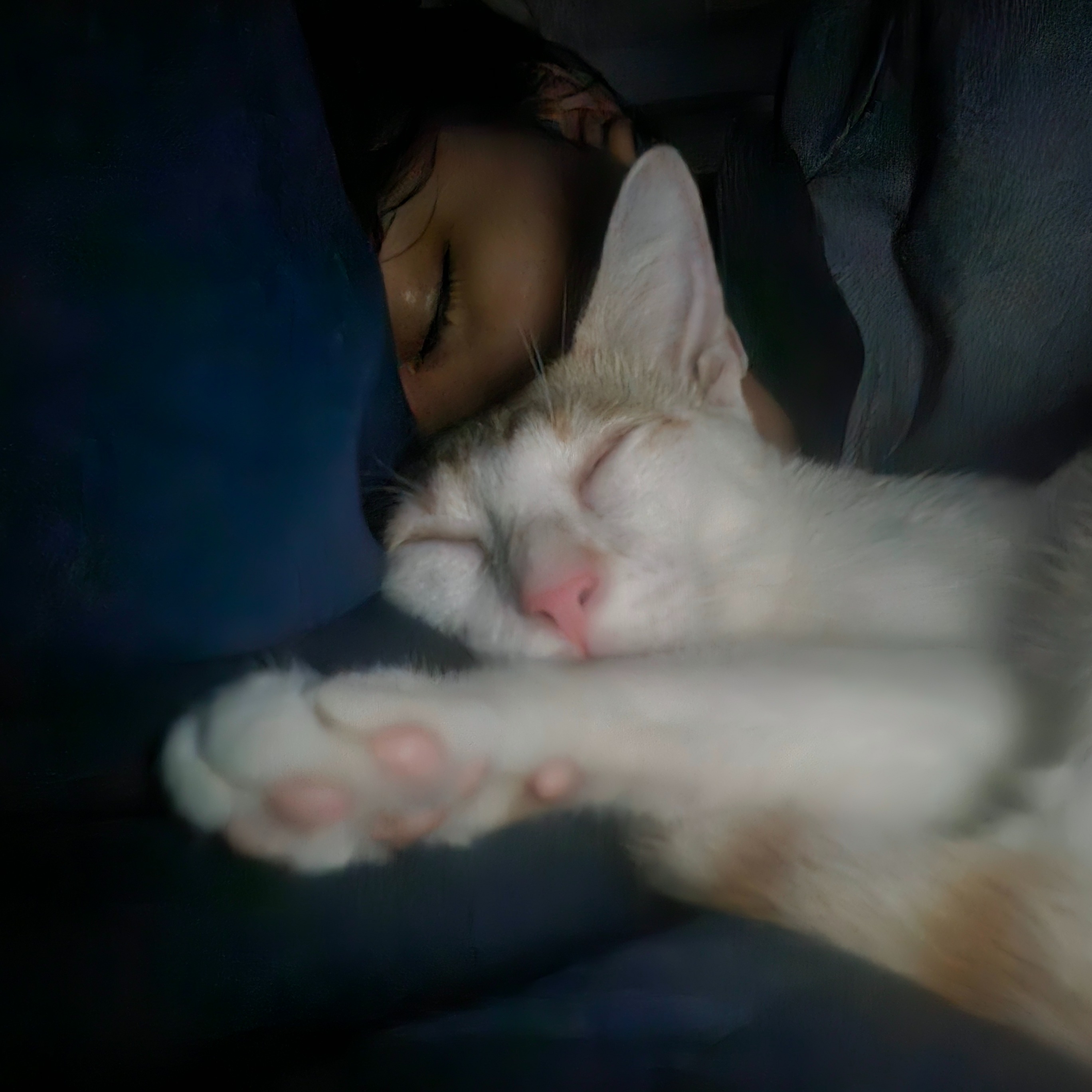 rayover_2026-04-01T06:33:07.816Z