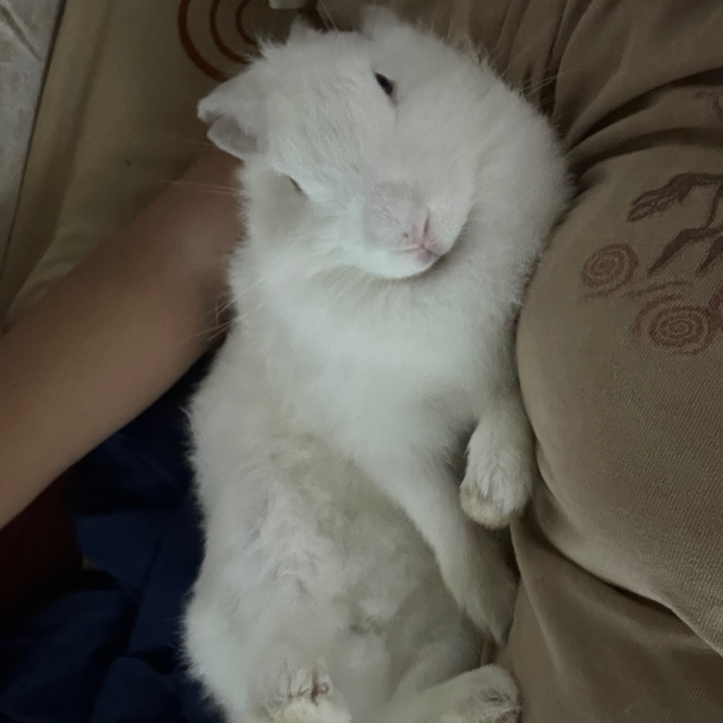 rayover_2026-04-01T09:20:42.975Z